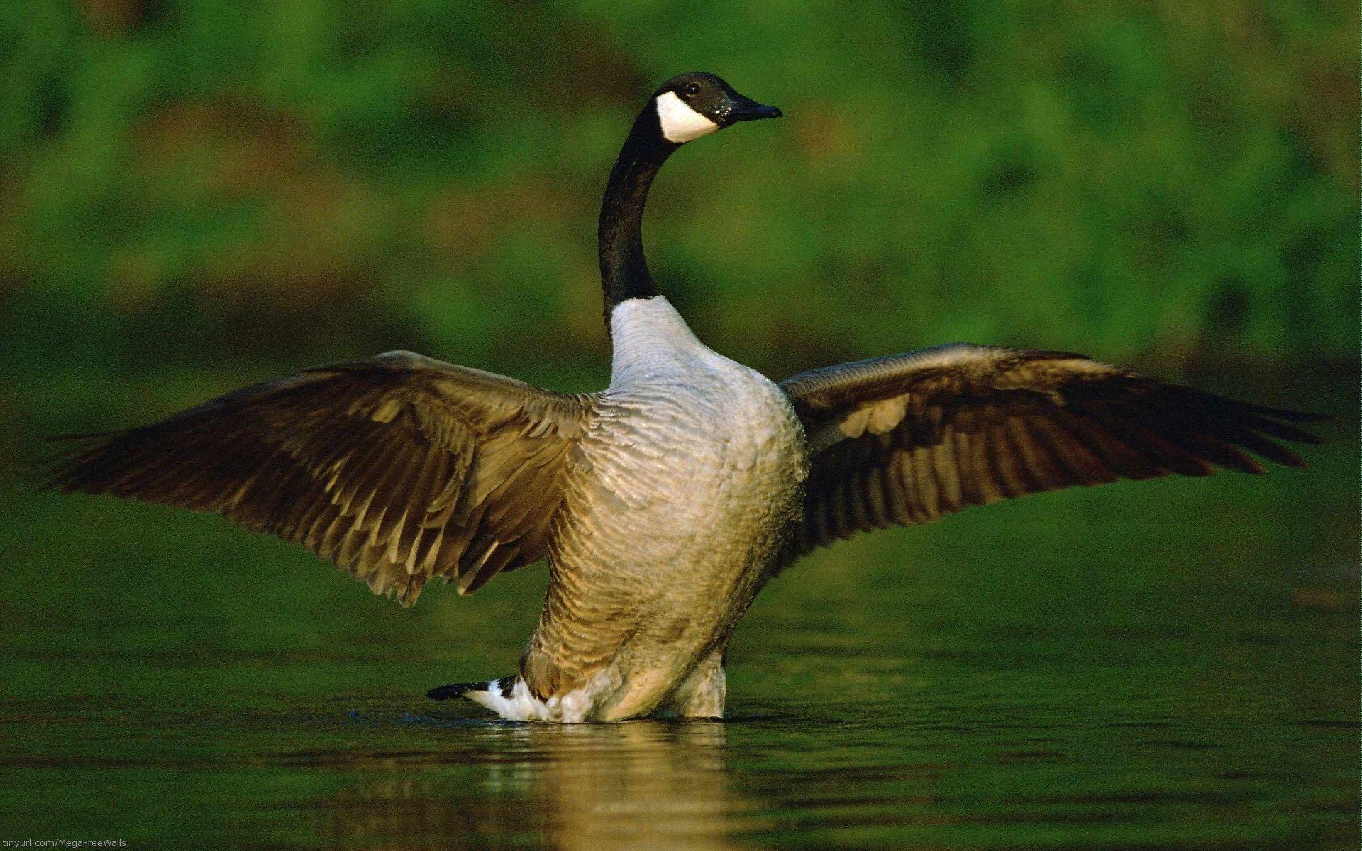 Goose Full HD Wallpapers and Backgrounds