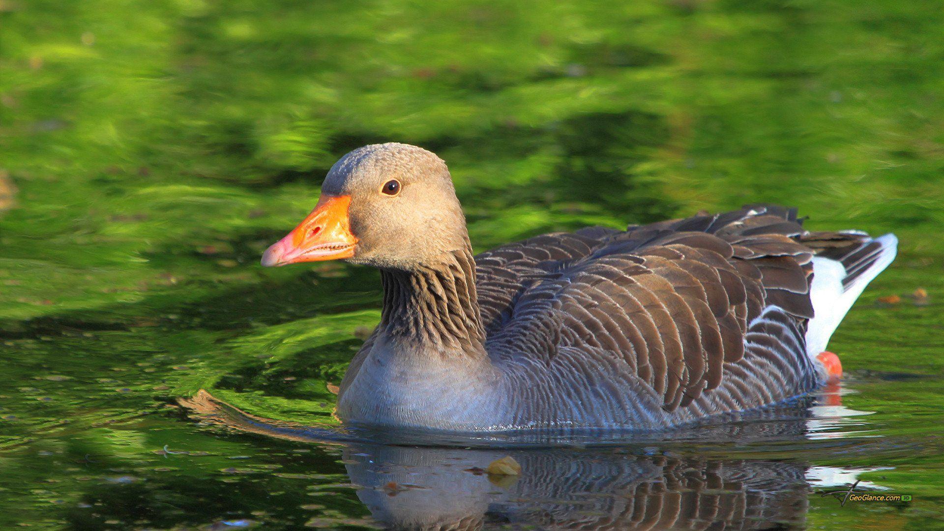 Goose Desktop Greylag Backgrounds Photo