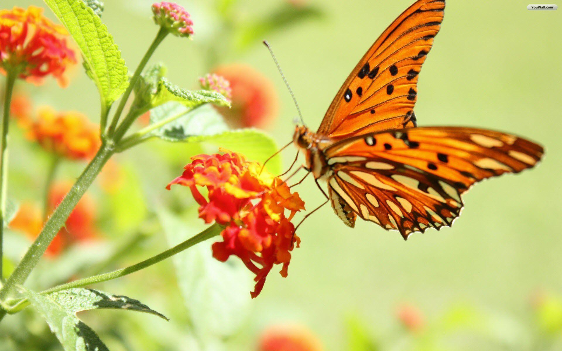 Orange And Black Butterfly wallpapers