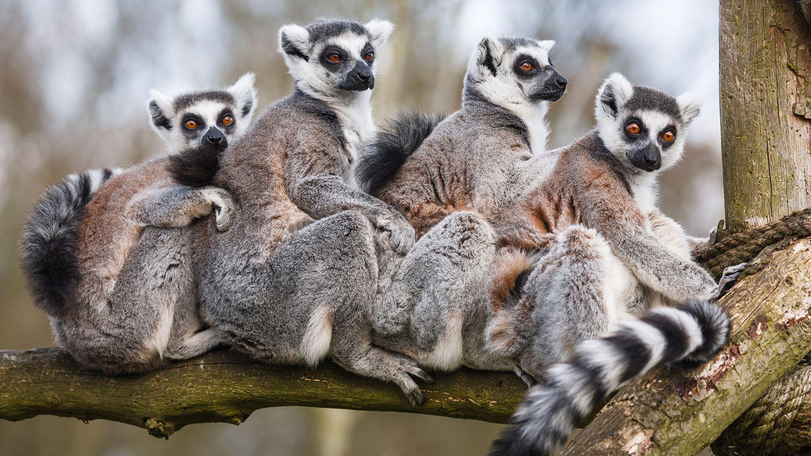 Ring Tailed Lemur in Tree