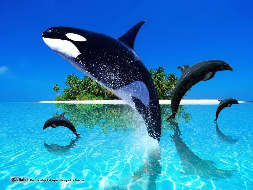 Orca fish computer illustration free desktop backgrounds