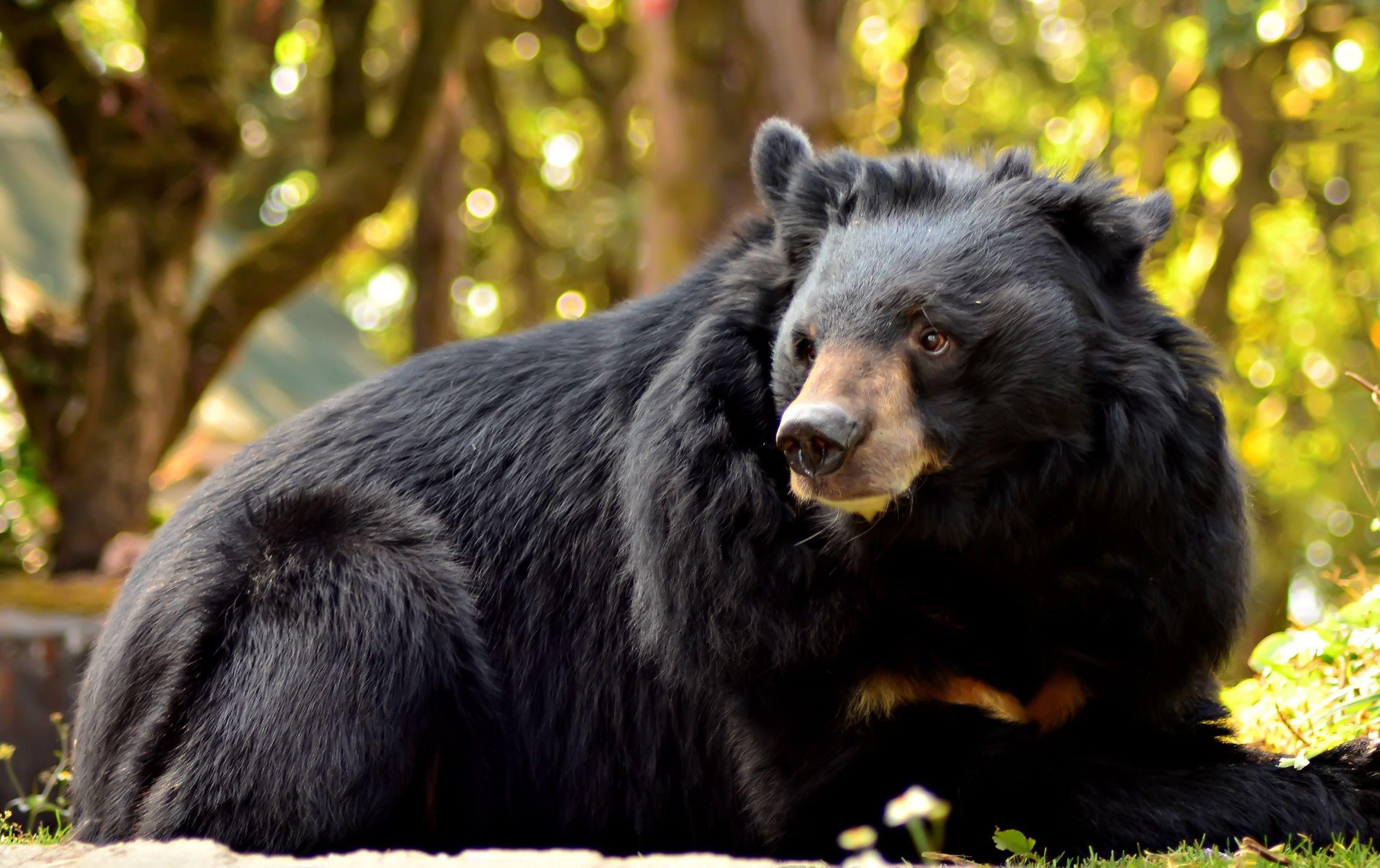 Black Bear Wallpapers