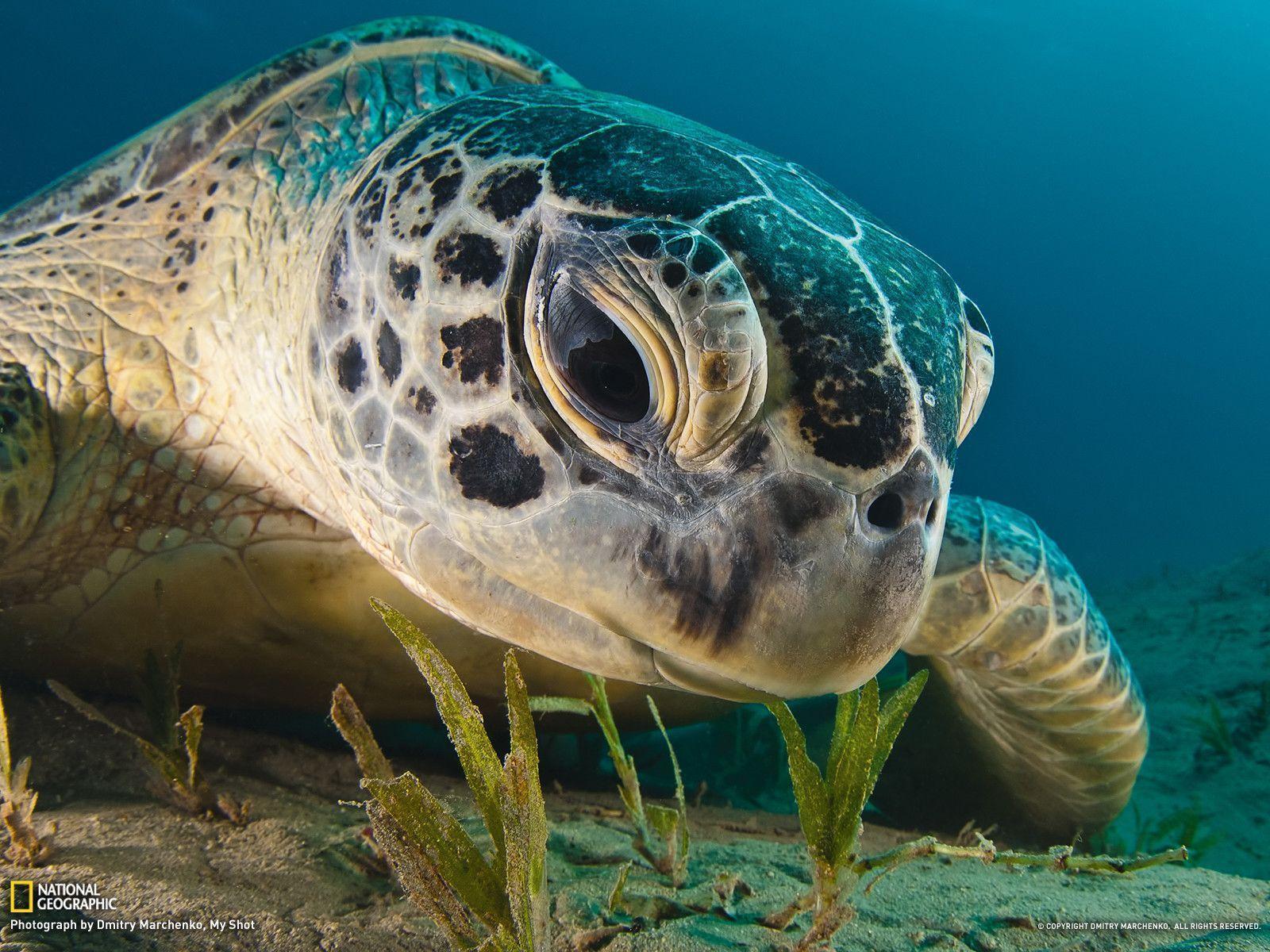 Green Sea Turtle Picture