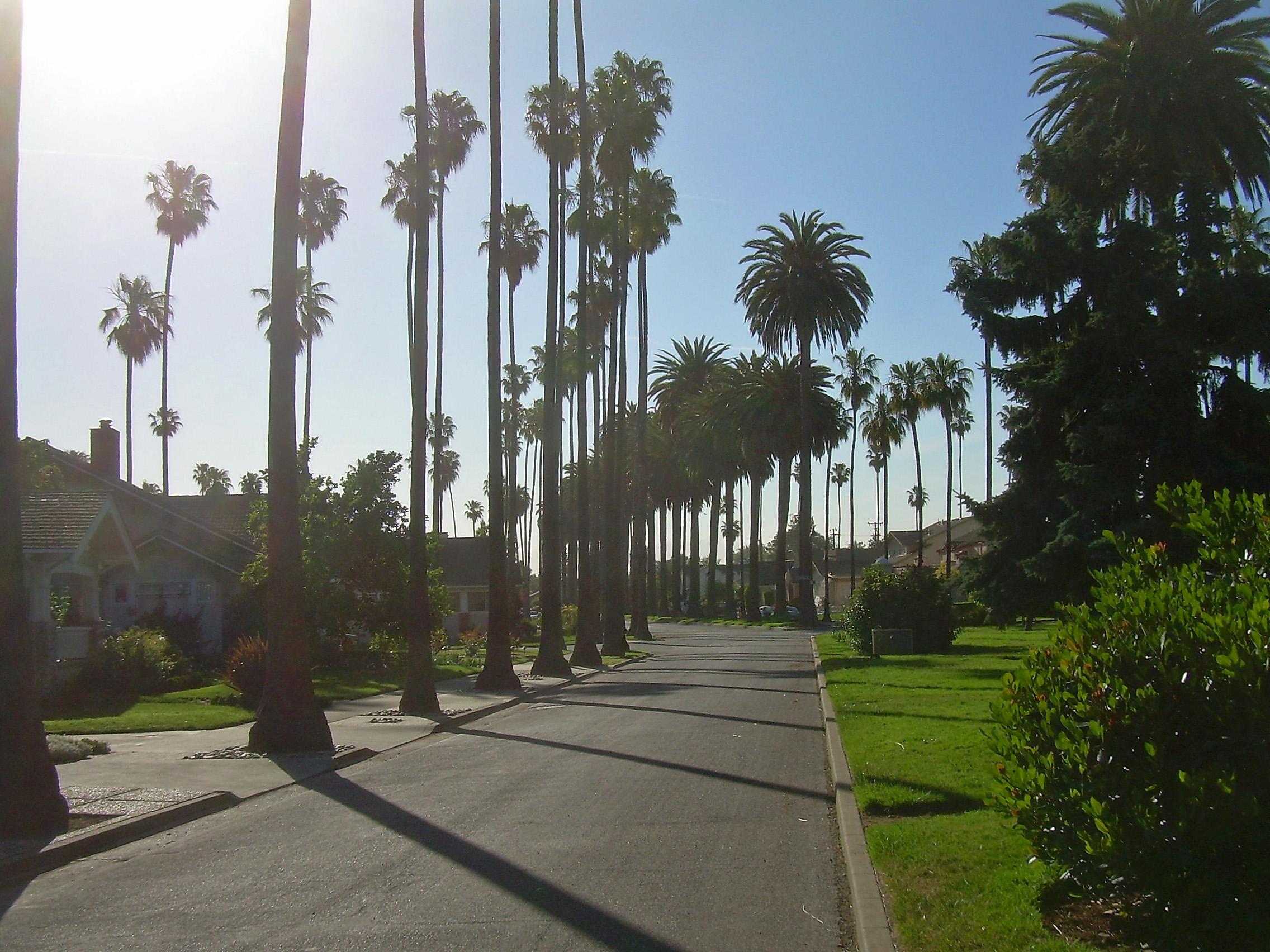 File:Palm Trees in San Jose California