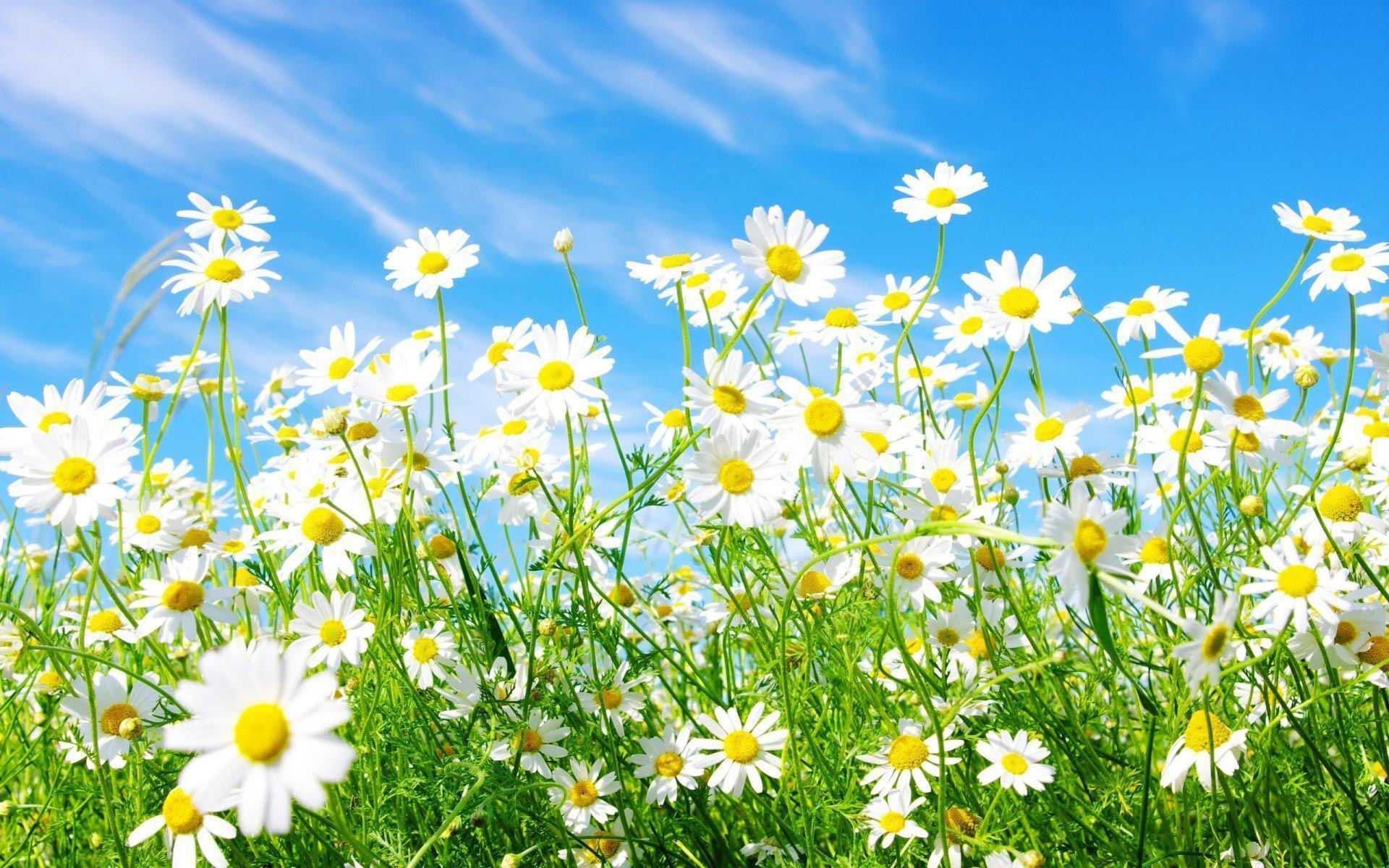 White Daisy Wallpapers