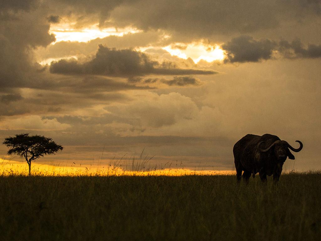 Mara Nyika – Great Plains Conservation