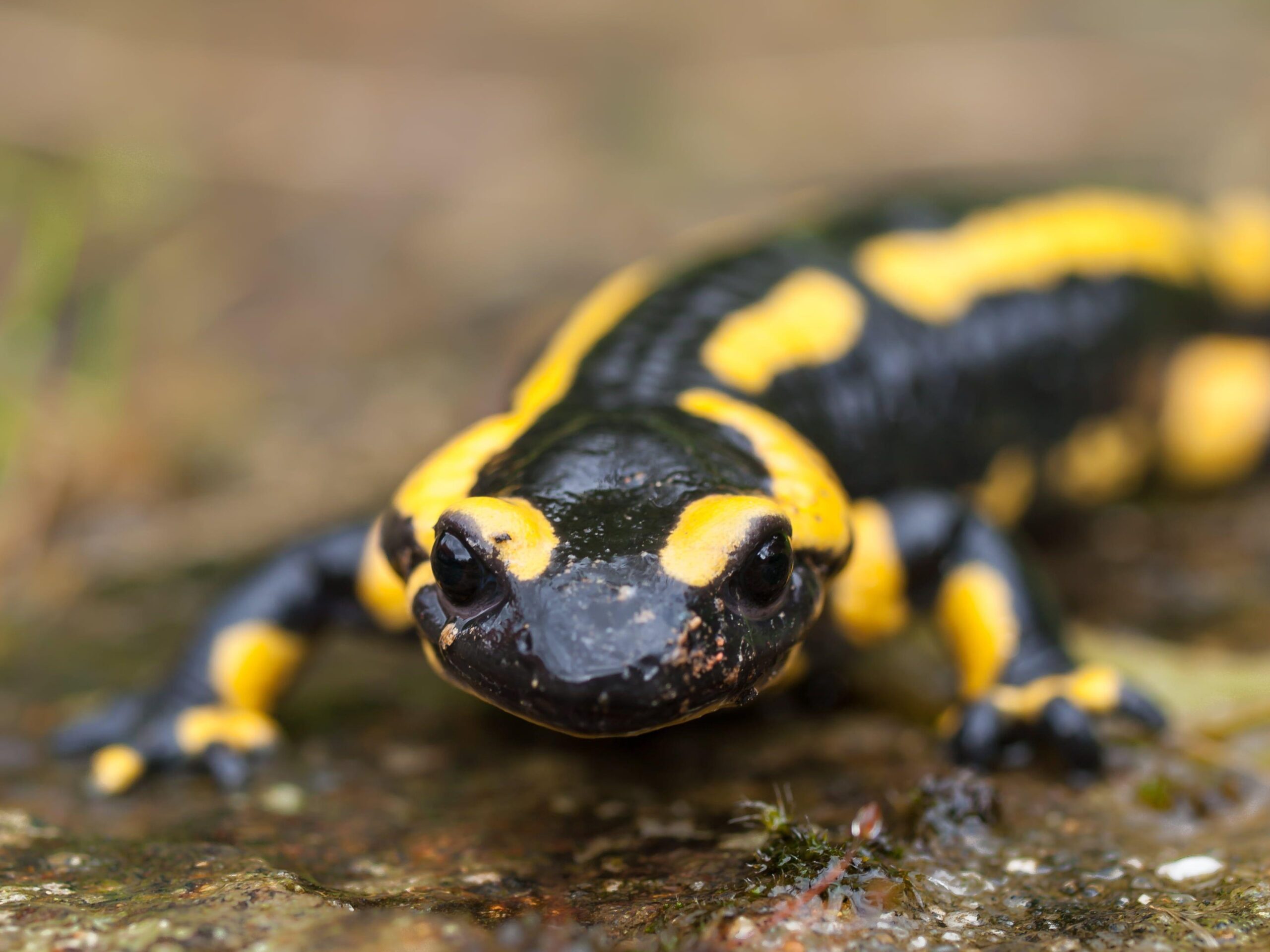 Black and yellow reptile, fire salamander HD wallpapers