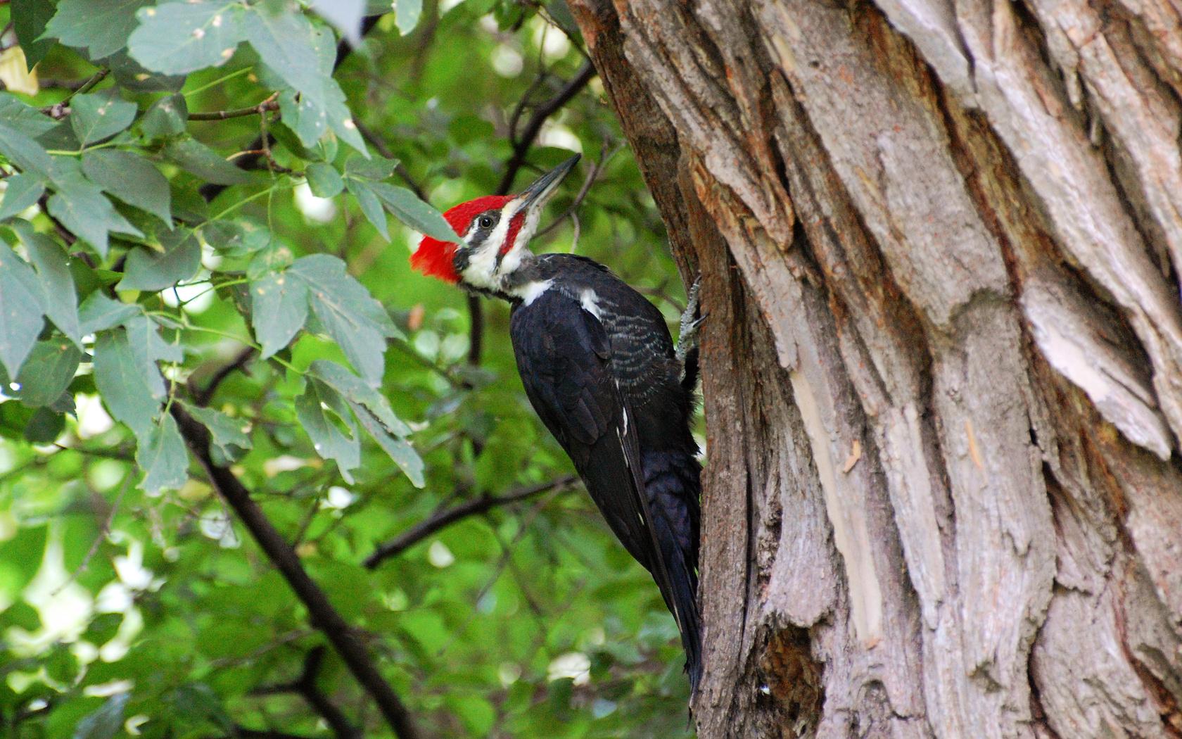 Woodpecker Wallpapers 19