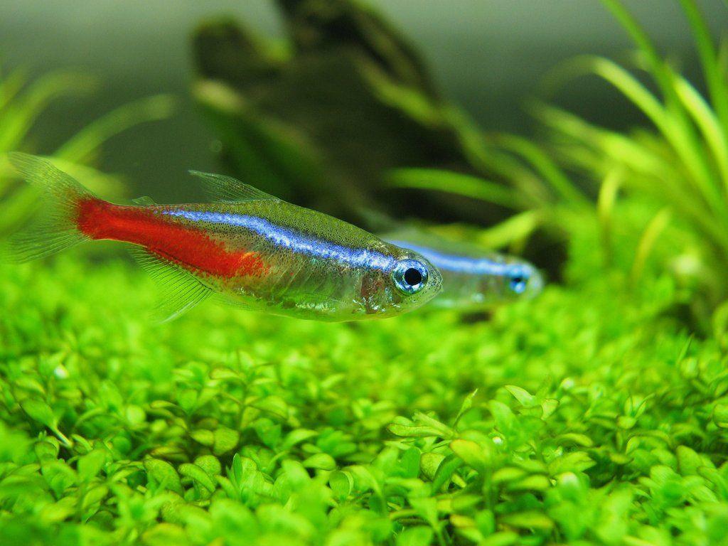 Neon Tetras in a beautiful planted tank