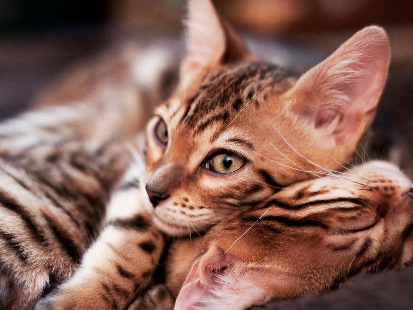 Little Bengal cats wallpapers and image