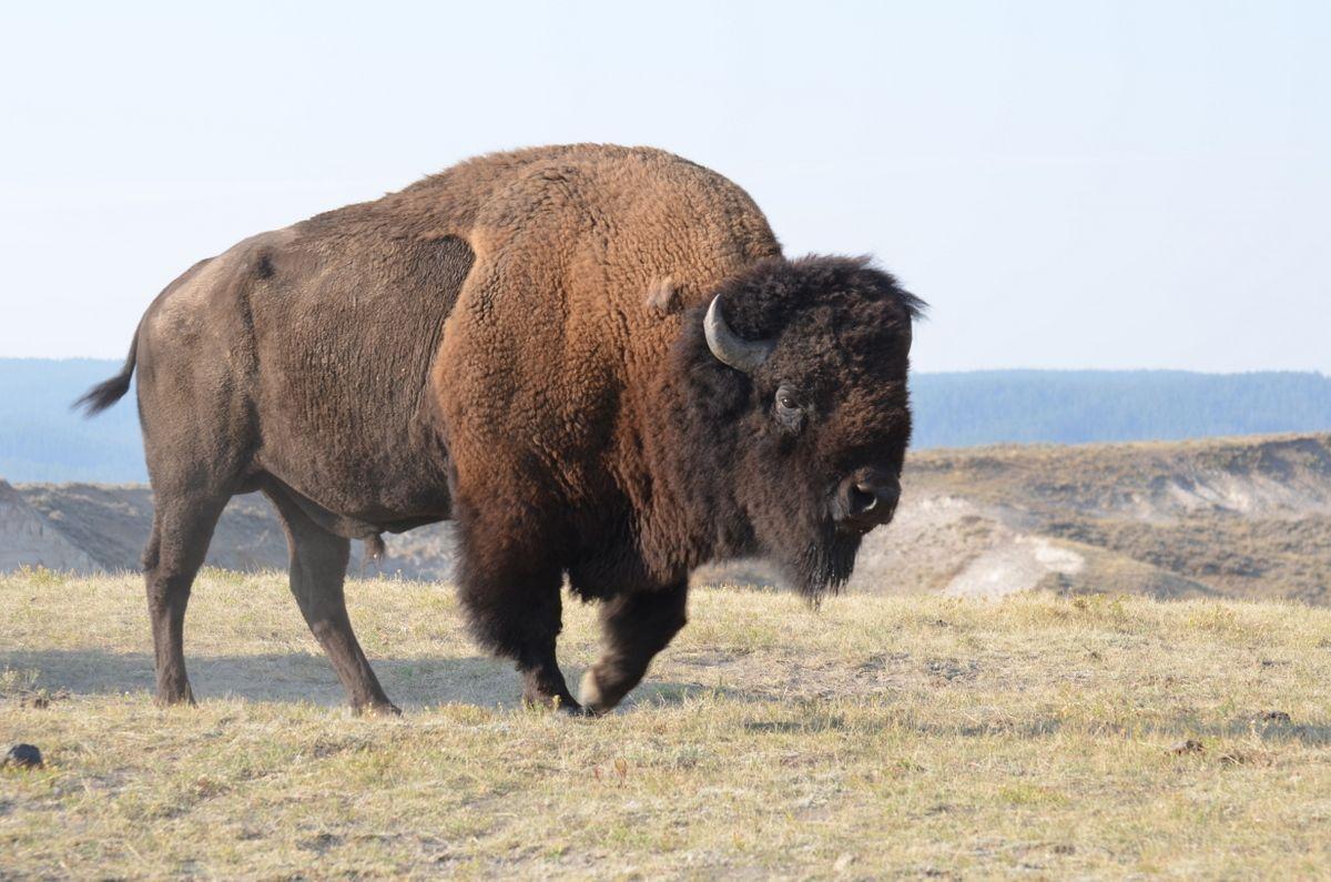 Wild Bison New HD Wallpapers 2013