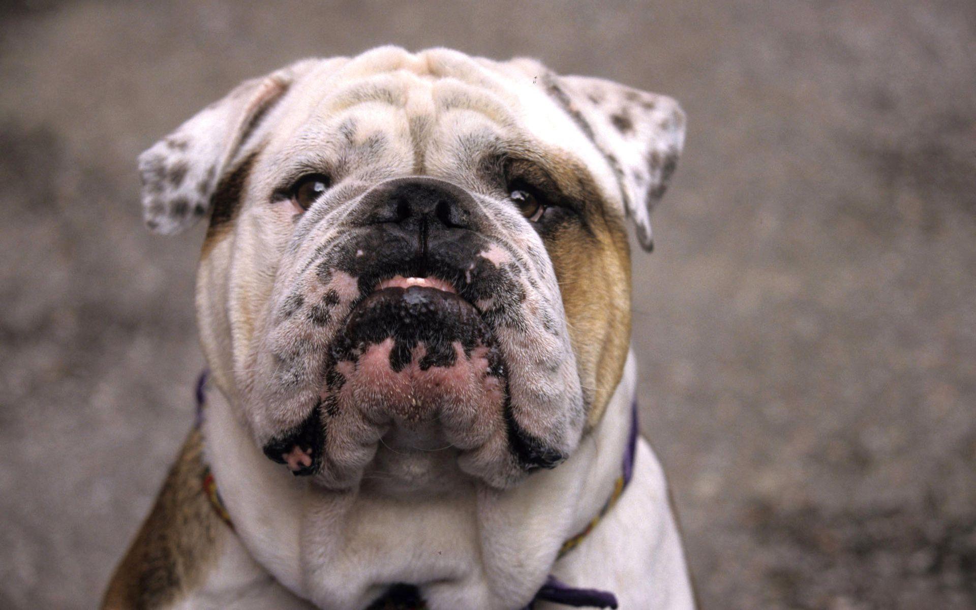 Bulldog Wallpapers HD Download