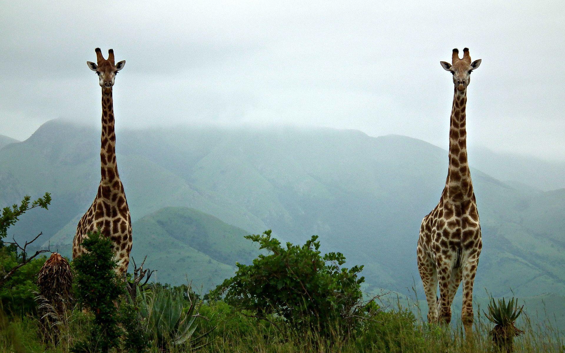 Pix For > Giraffe Wallpapers