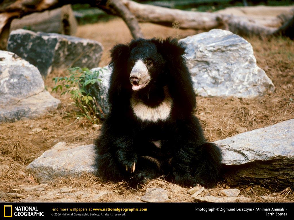 Sloth Bear Wallpapers