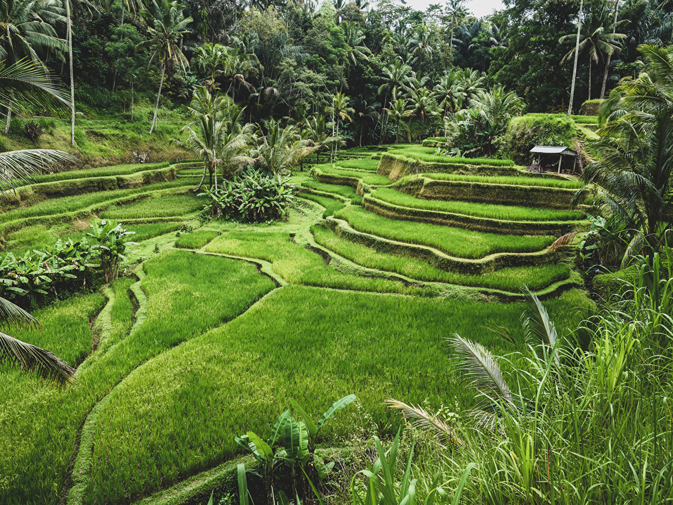 Wallpapers Indonesia Ubud Bali Nature Fields Tropics