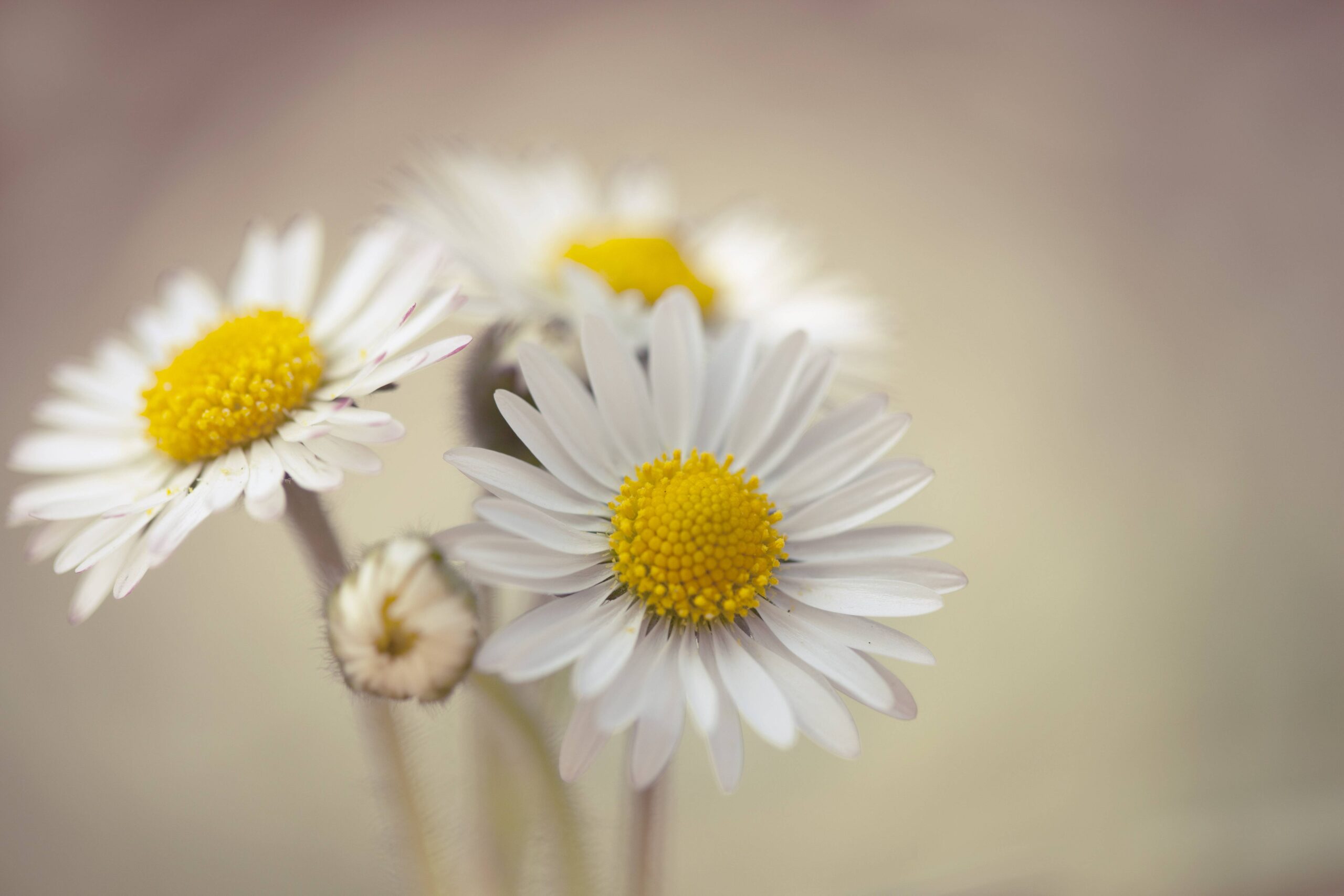 139 Daisy Wallpapers