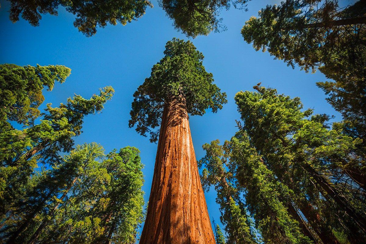 Wallpapers Sequoia National Park