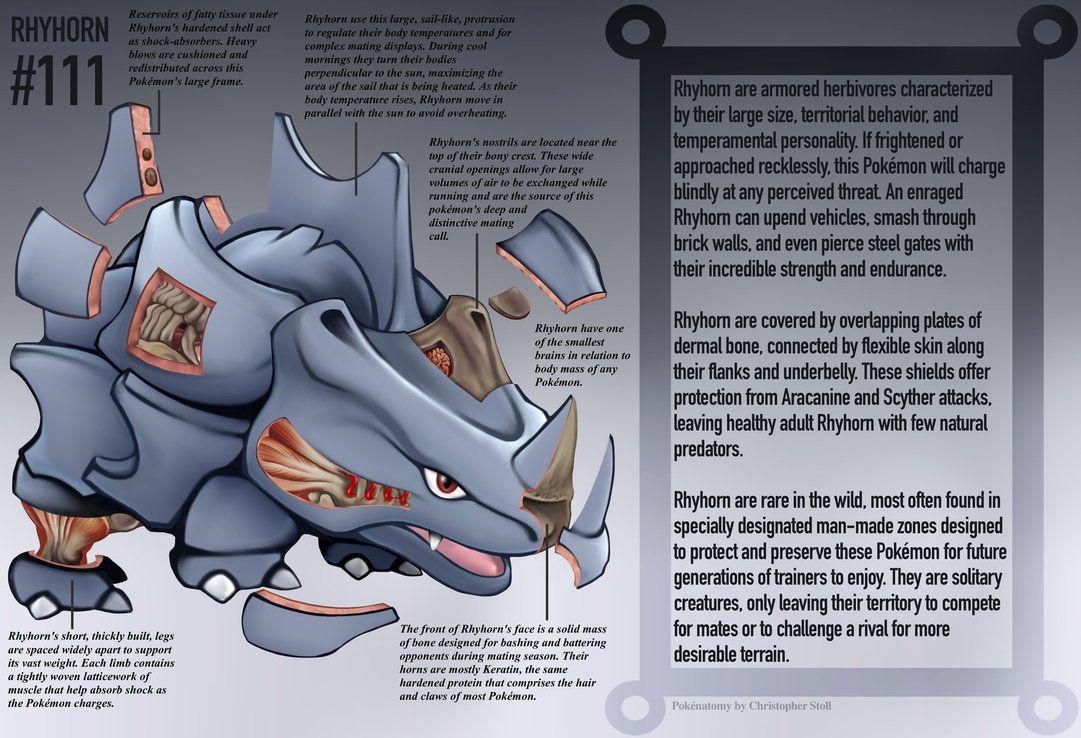 Rhyhorn Anatomy