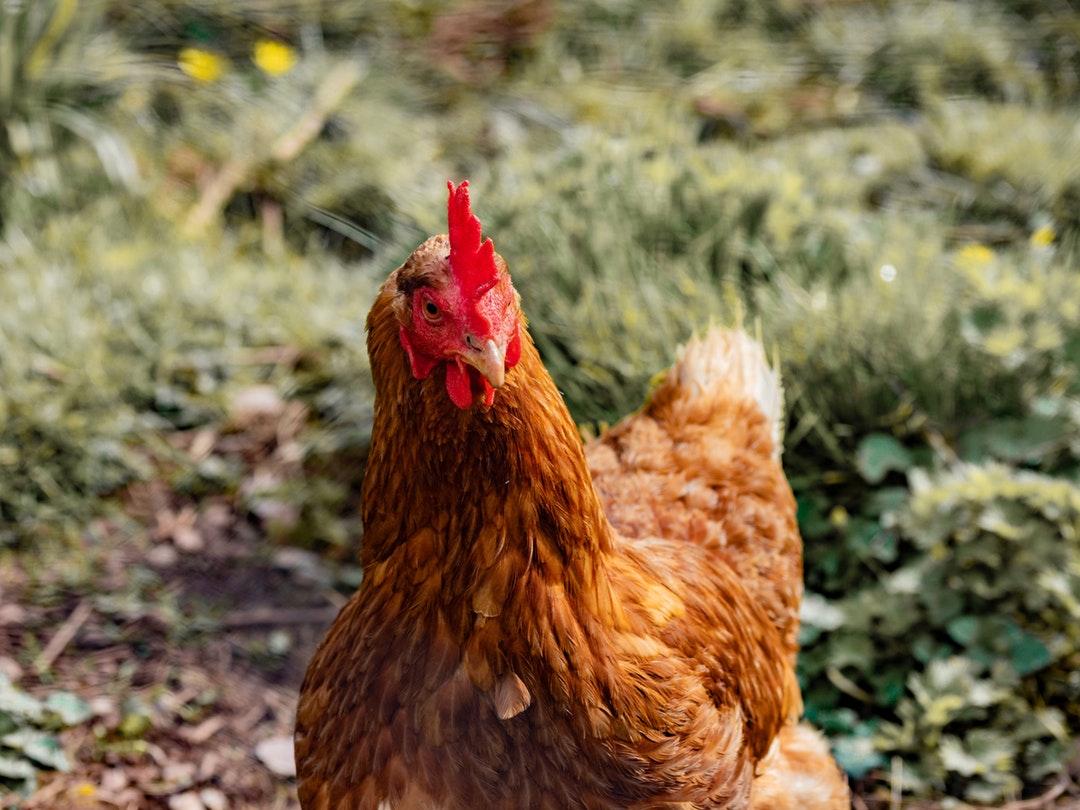 500+ Hen Pictures [HD]