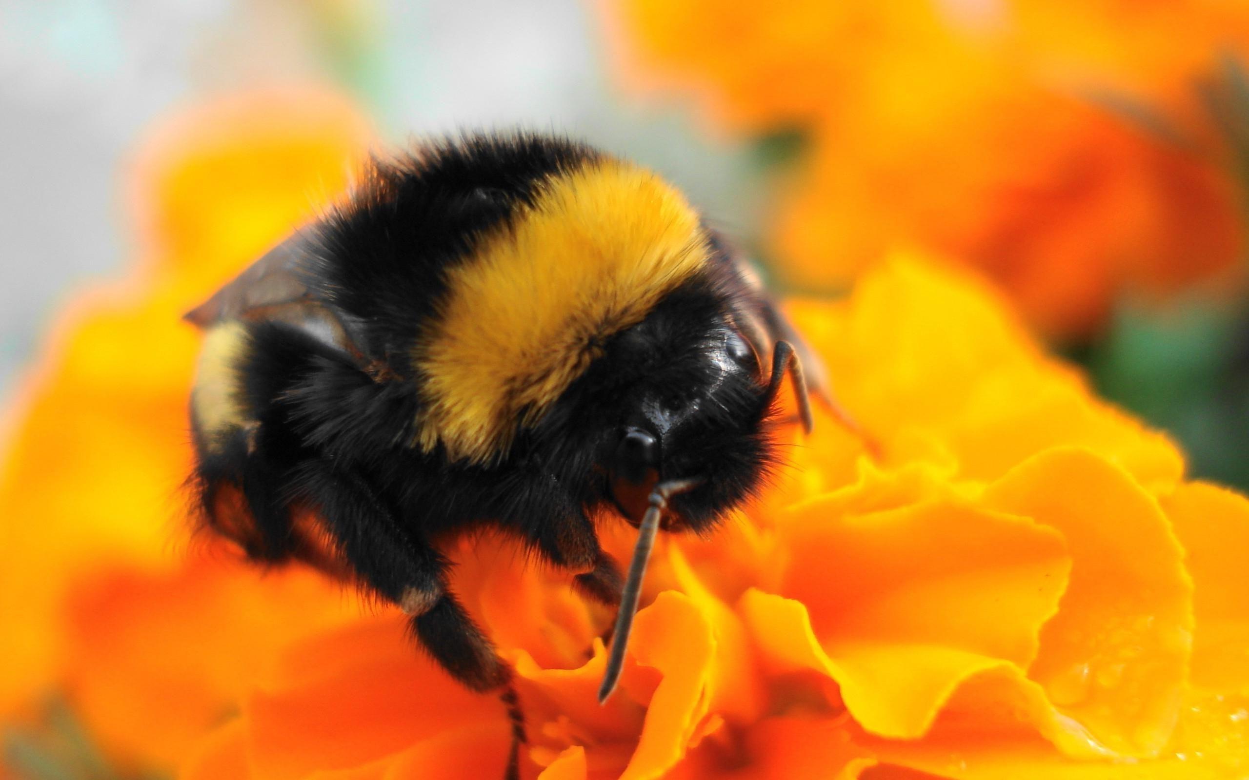 Pics For > Bumble Bee Insect Wallpapers