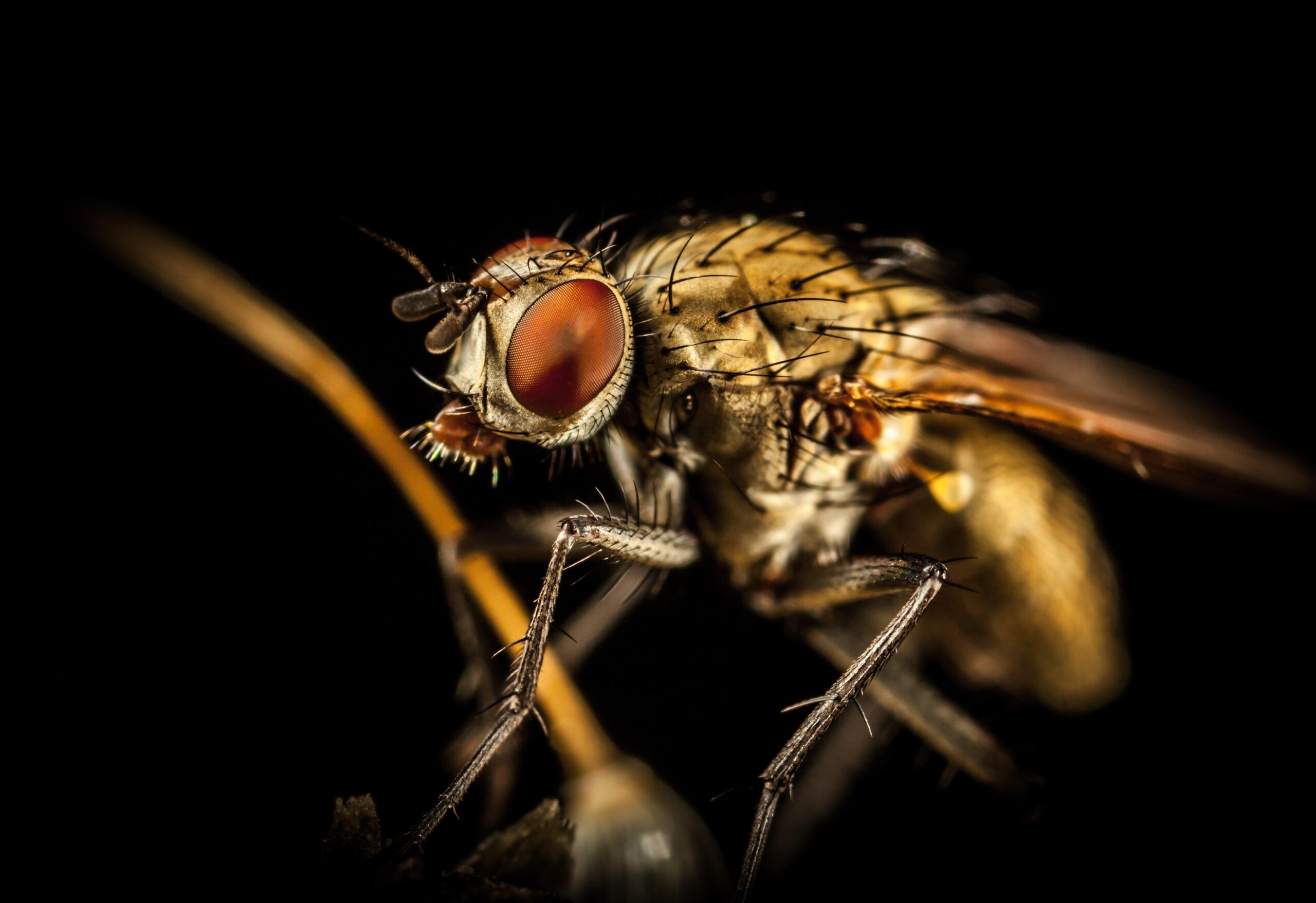 Macro Photography Of Housefly · Free Stock Photo