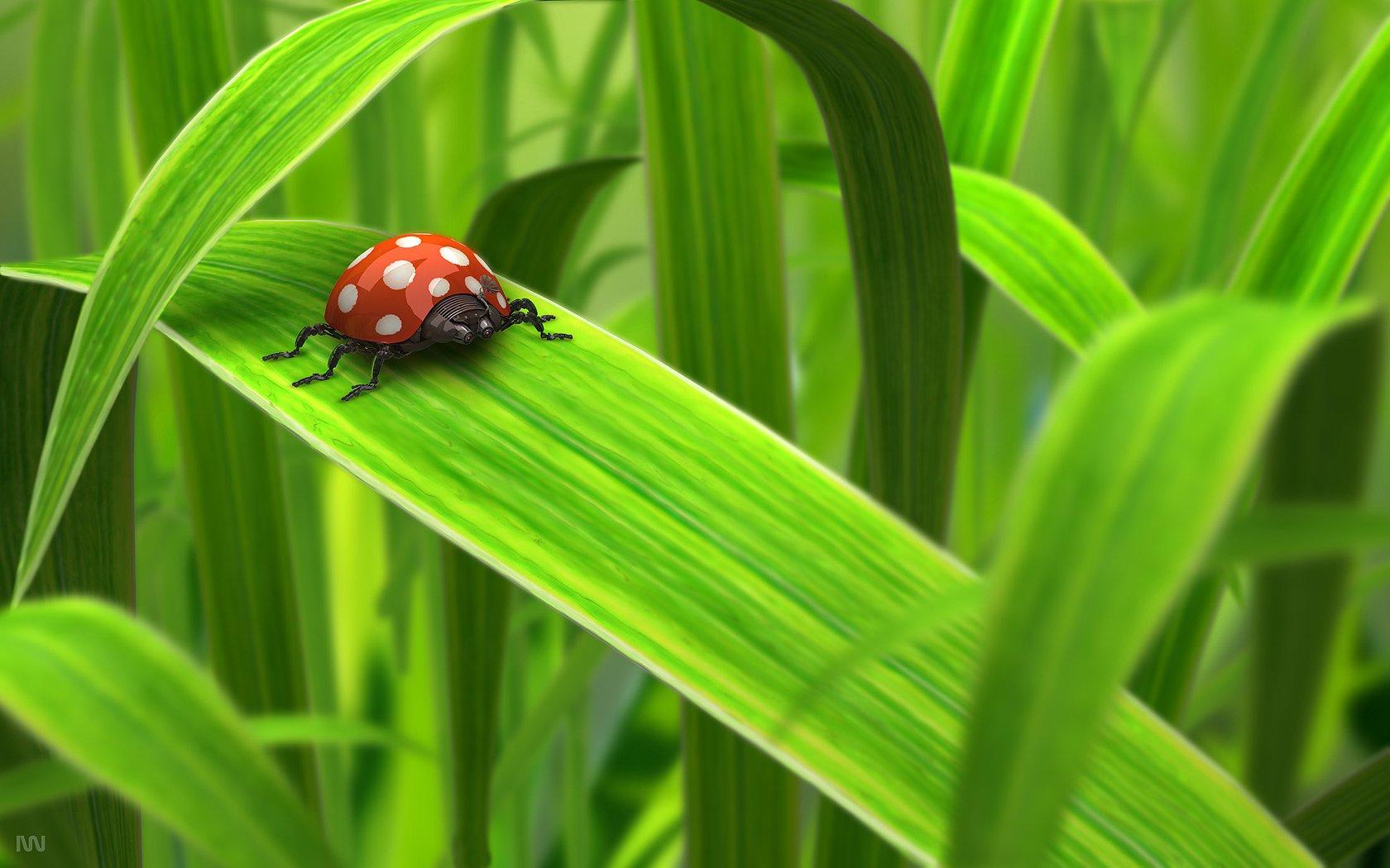 360 Ladybug HD Wallpapers