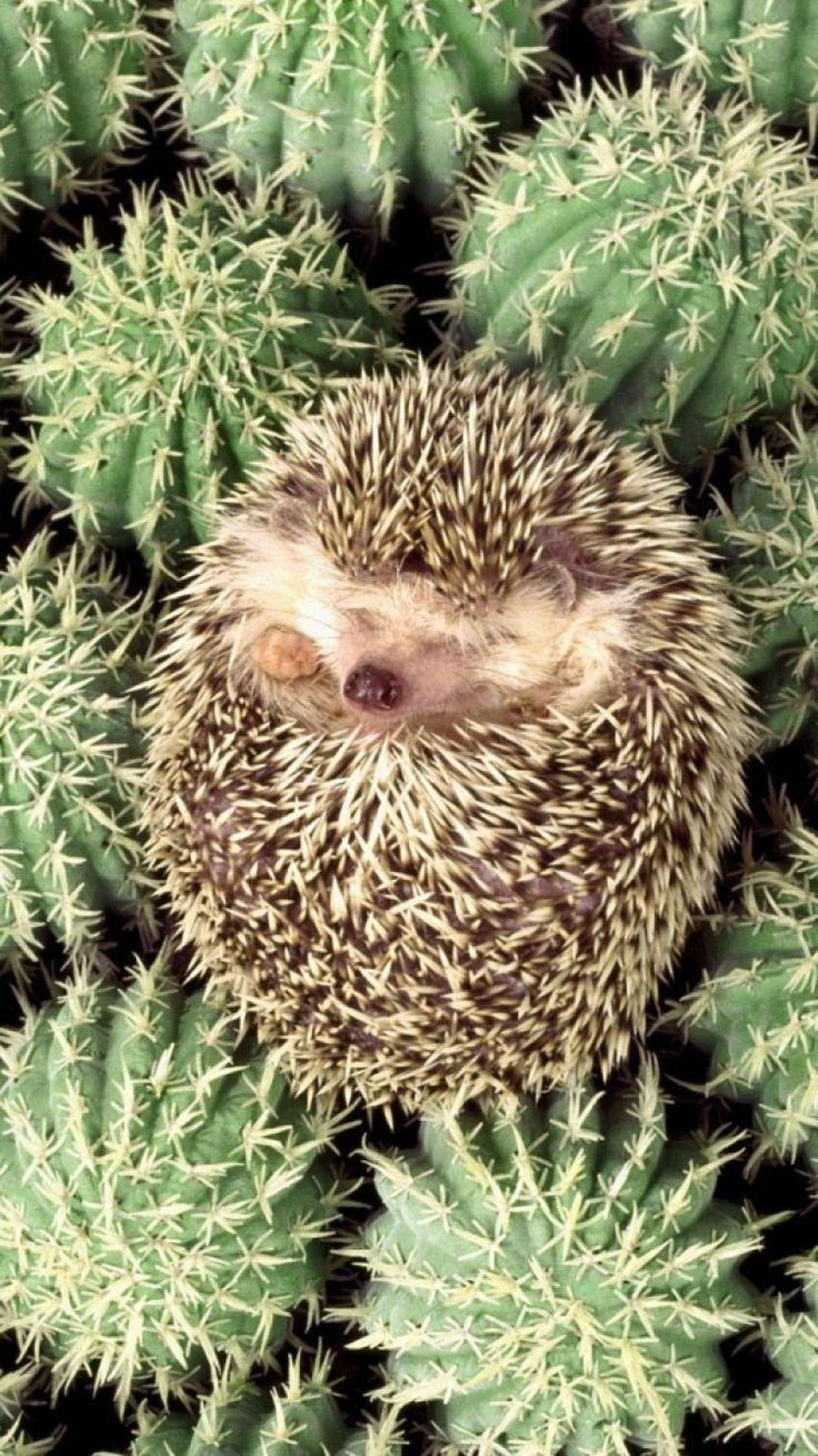 555 best Hedgehogs image