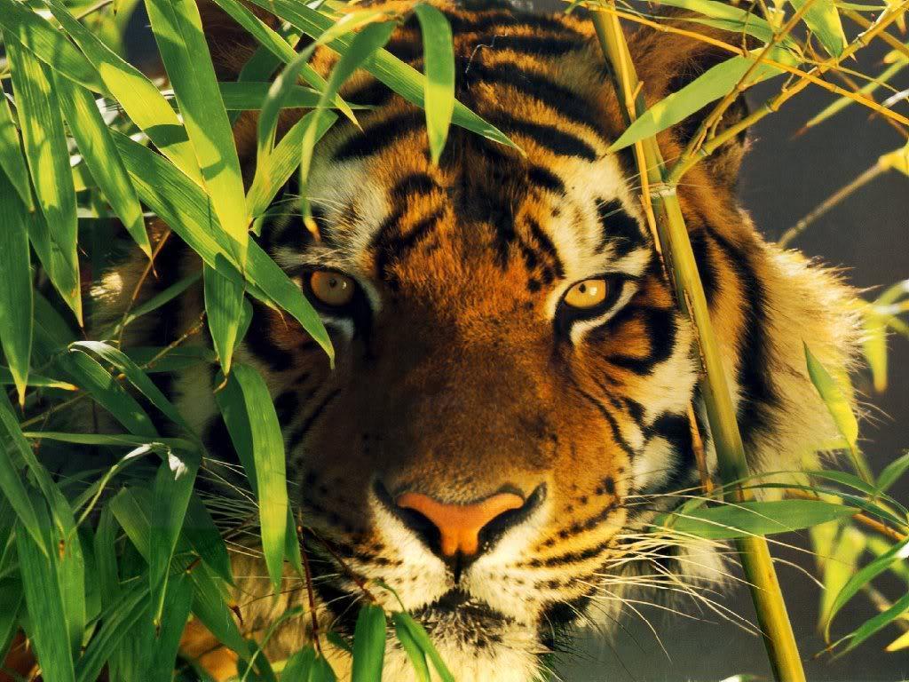 tiger wallpapers / Wallpapers Abstract 13151 high quality