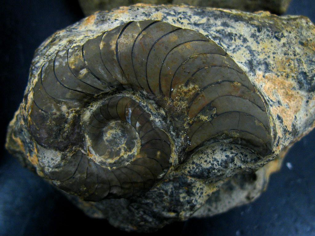 Nautiloid