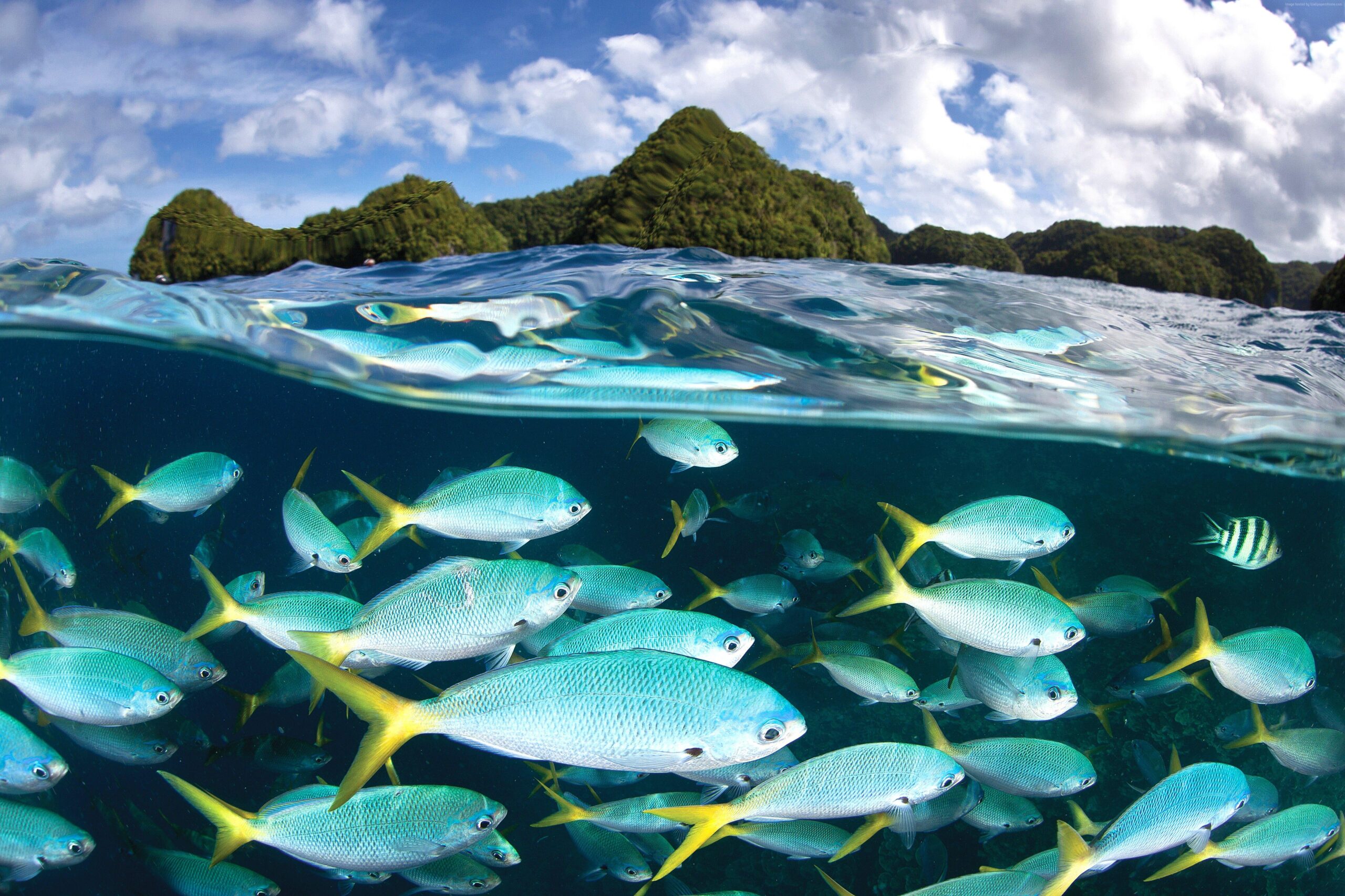 Wallpapers Palau Diving Center, 5k, 4k wallpaper, Malakal island