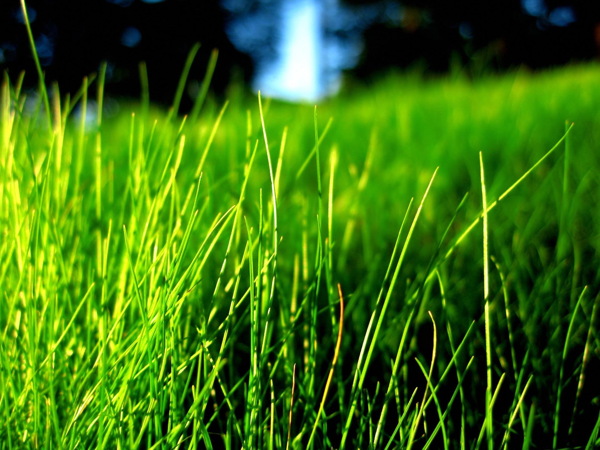 Grass Wallpapers Plants Nature Wallpapers in format for free download