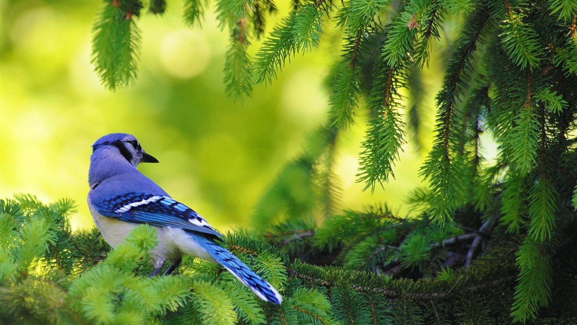 Download Blue Jay Bird Animal Graphy Wallpapers