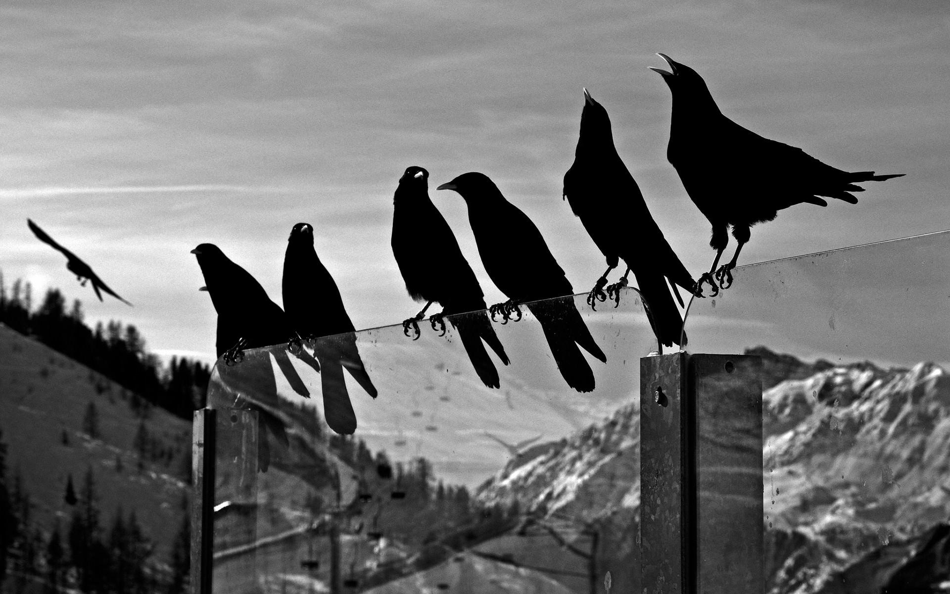 crows