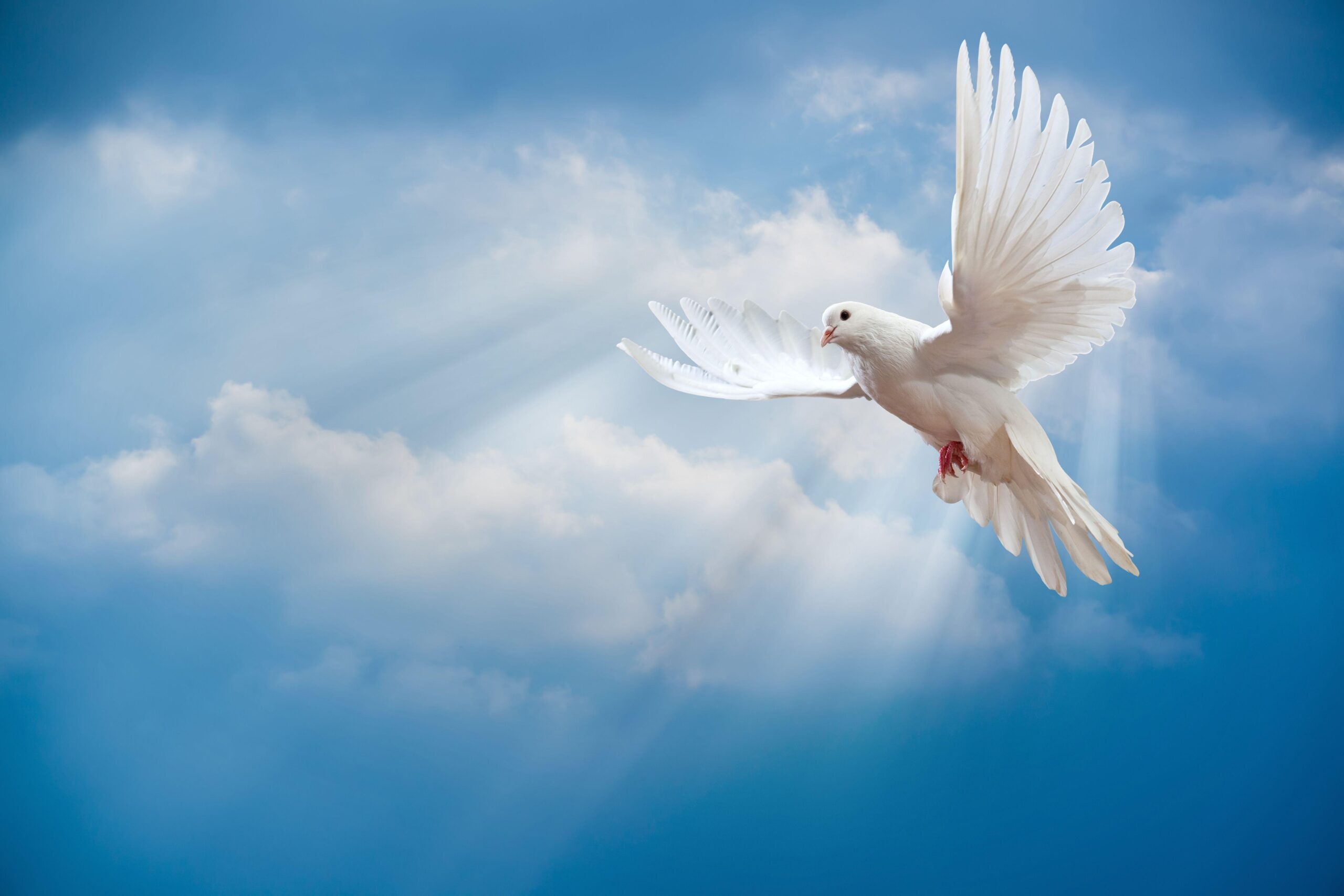 Animals & Birds Flying Dove wallpapers