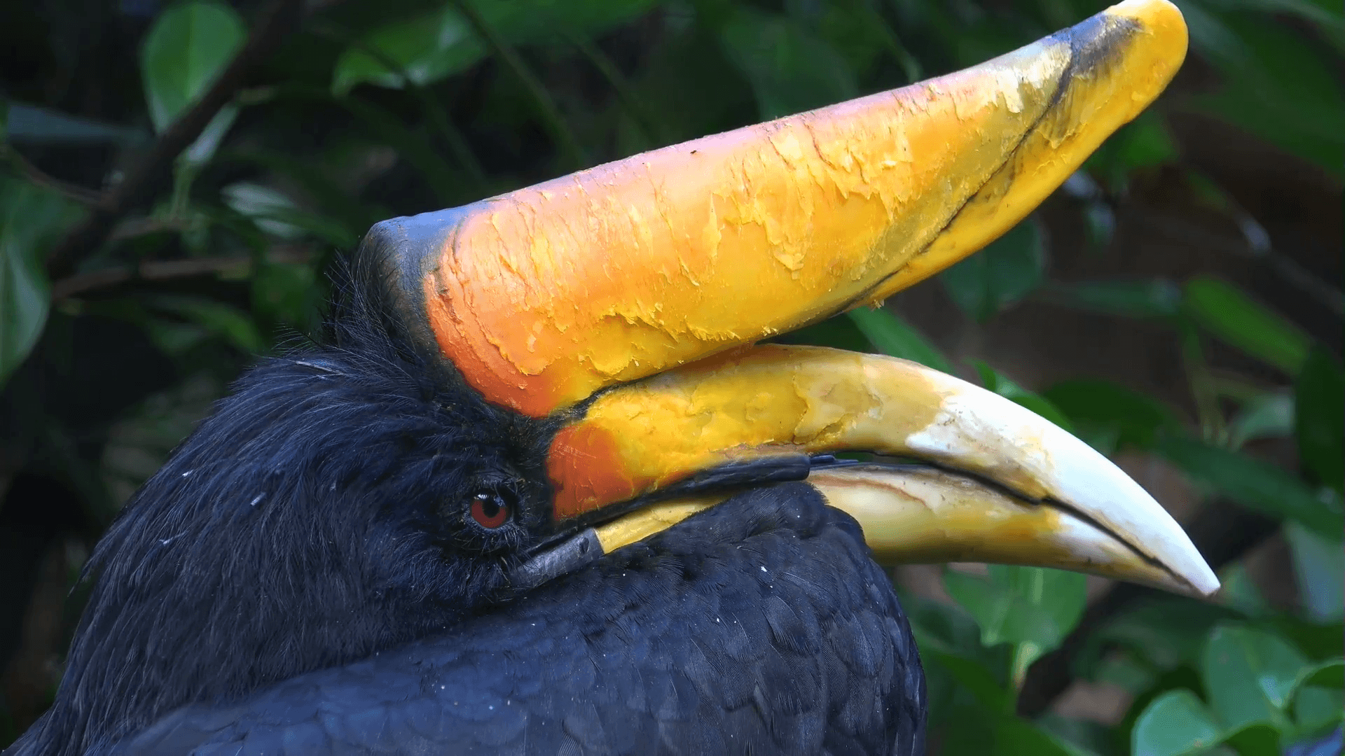 Javan Rhinoceros Hornbill bird very close up portrait Stock Video