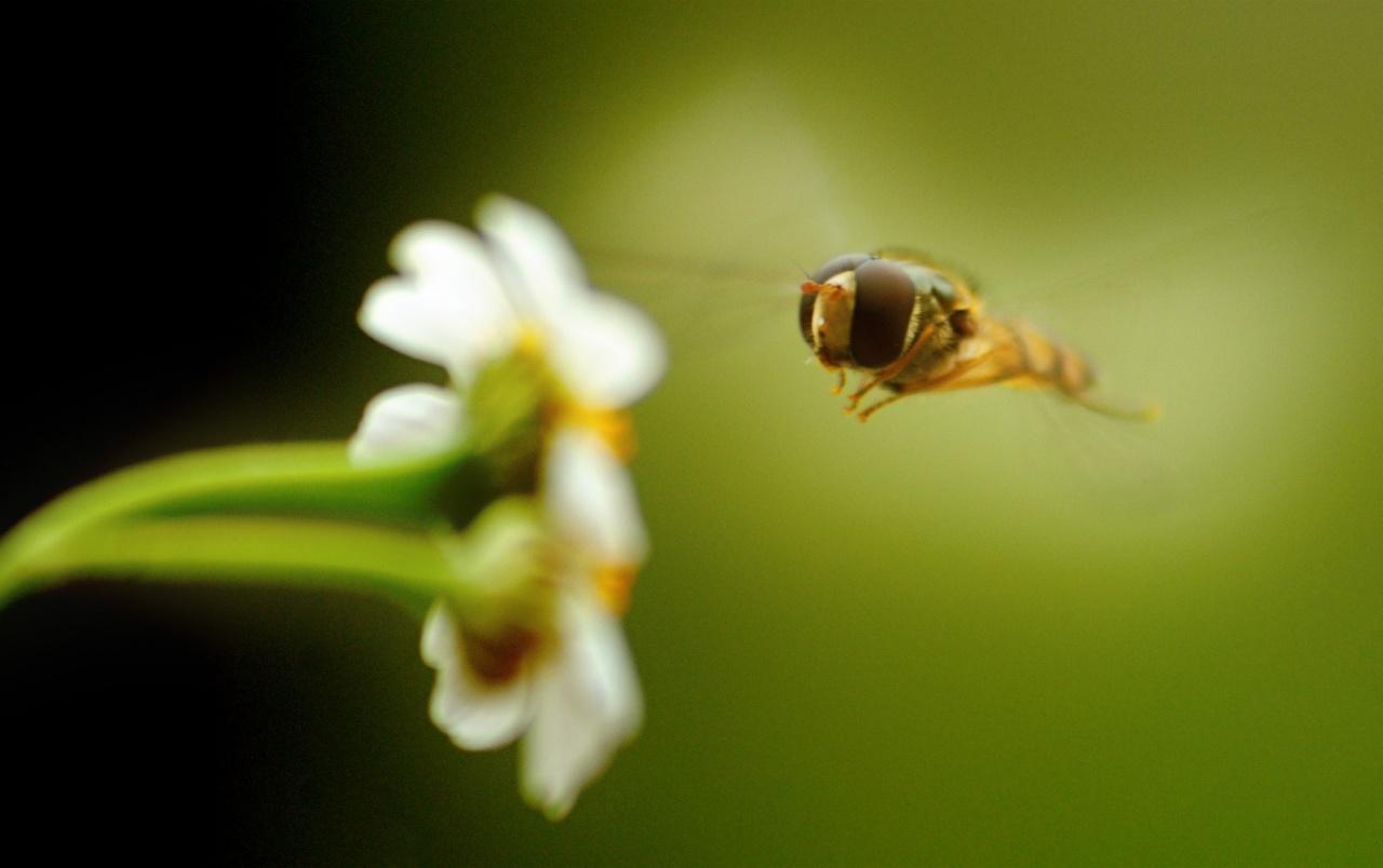 Flower and Bee wallpapers