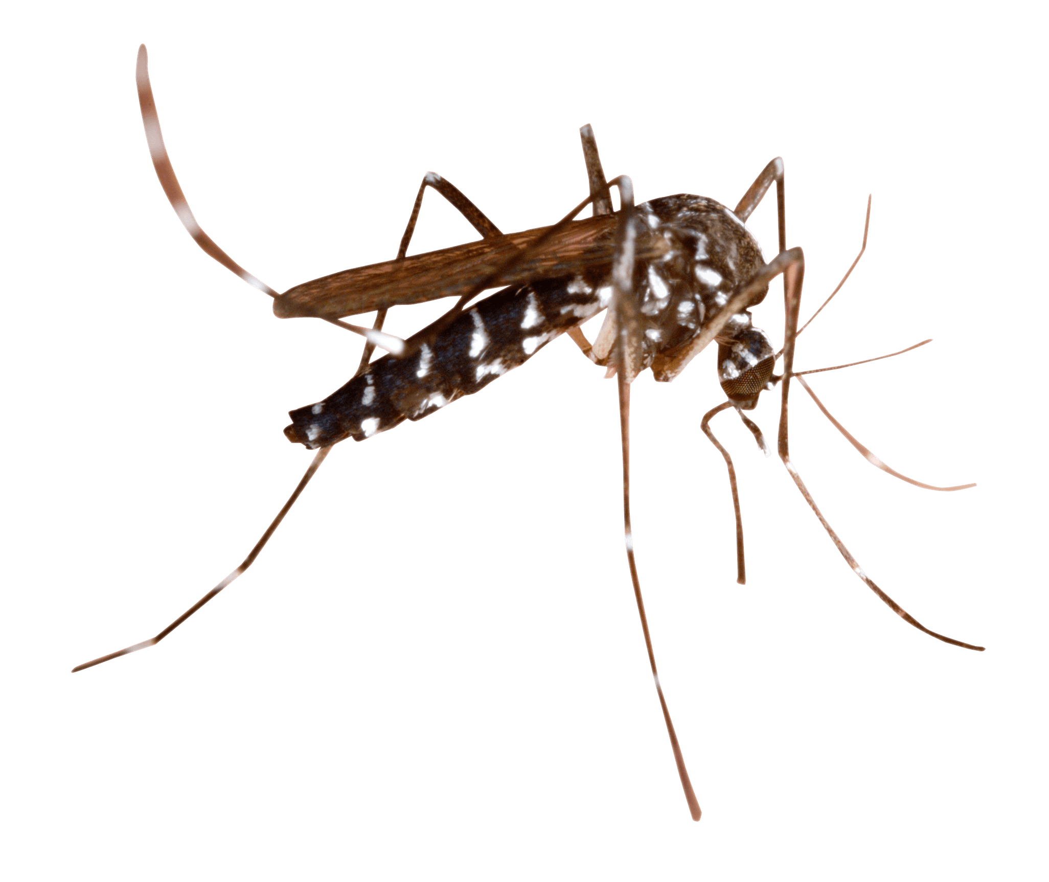 Mosquito image free download