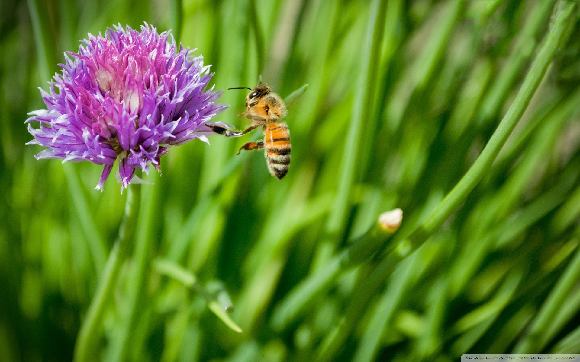 Little Honey Bee ❤ HD Desktop Wallpapers for 4K Ultra HD TV • Dual