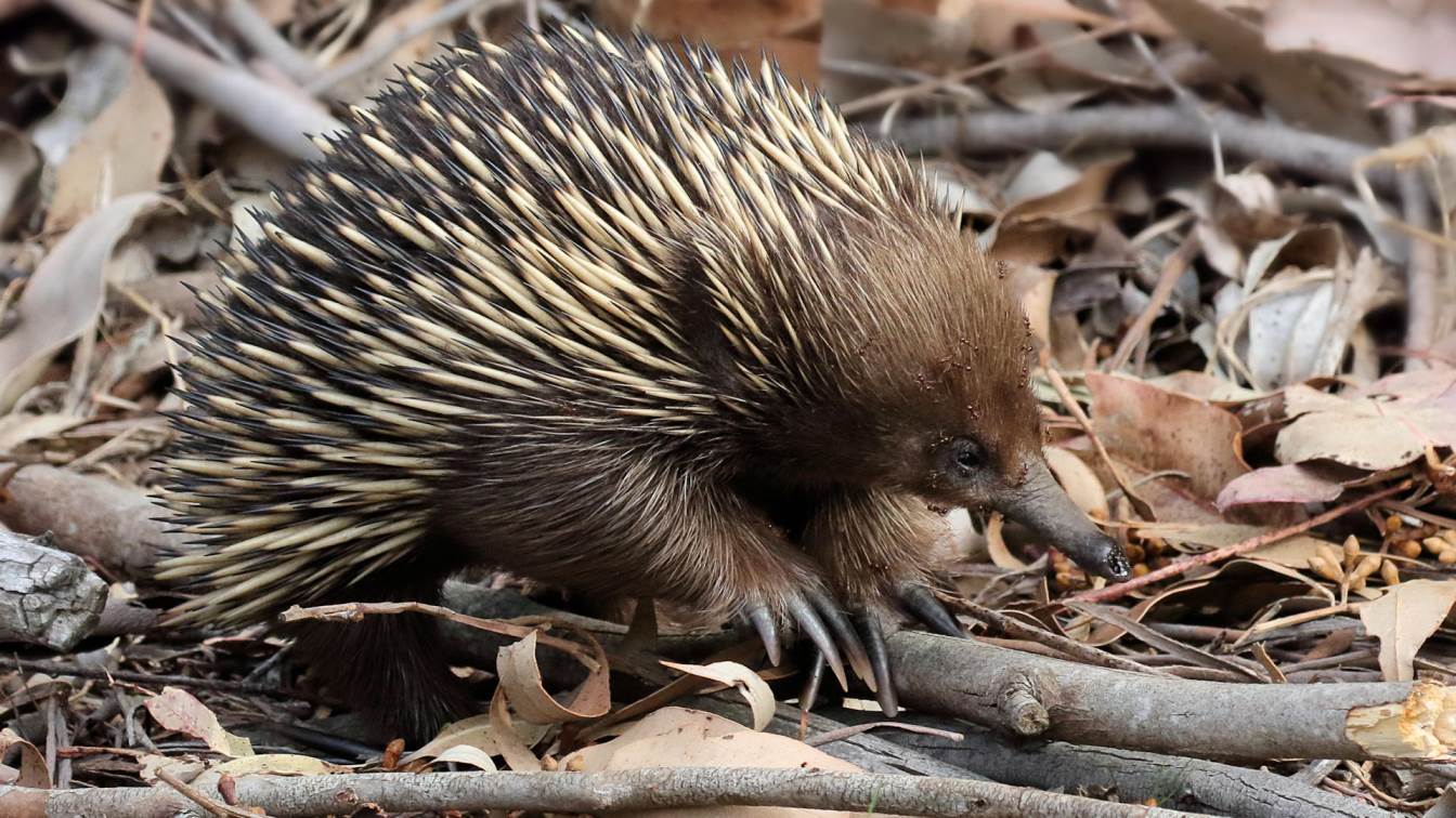 Echidna Facts And Animal Photos, image