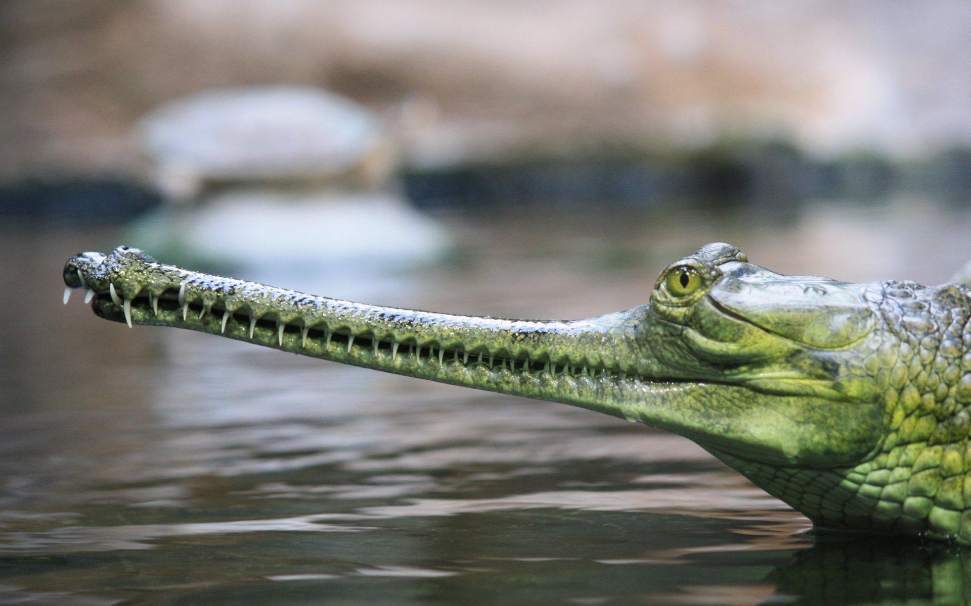 2 Gharial HD Wallpapers