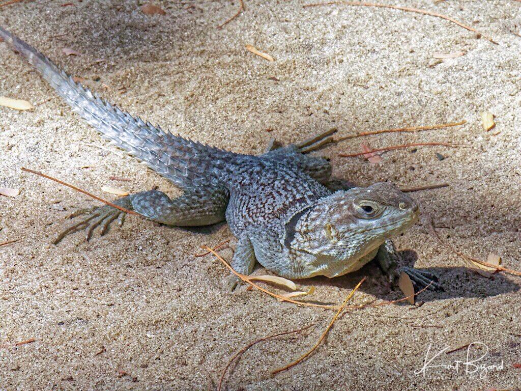 Unusual and Beautiful Geckos, Swifts and Reptiles of