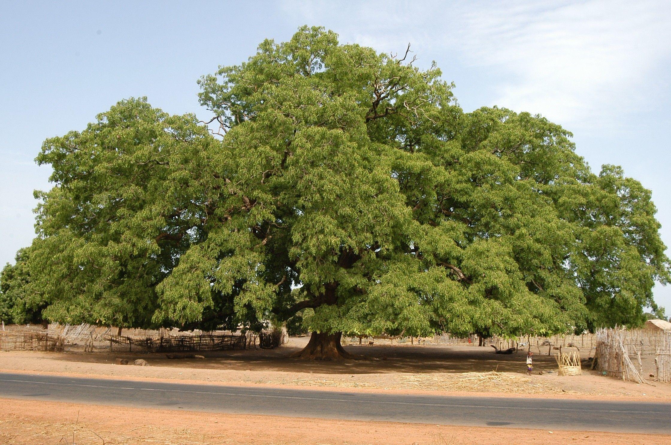 Forces of Nature: Eric Enormous Nature Casamance Senegal Berluteau