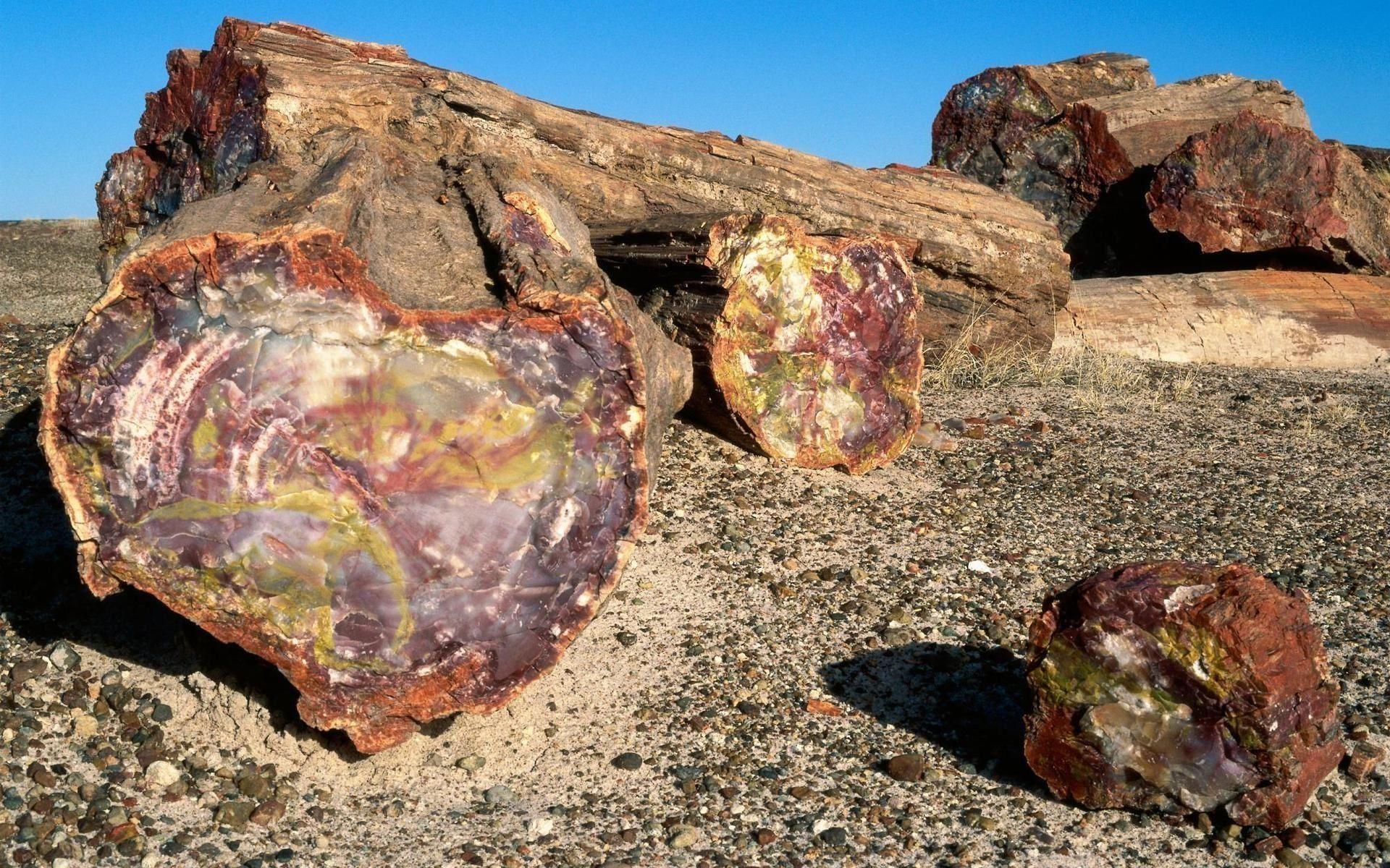 Petrified Forest National Park 846320