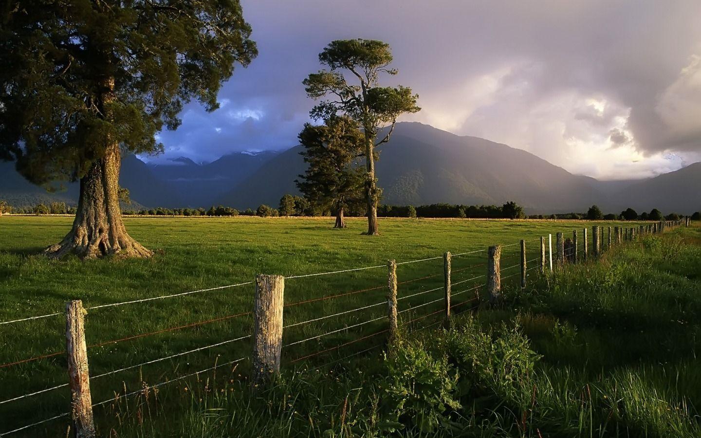 HD Wallpapers: » Nature » Kahikatea Trees