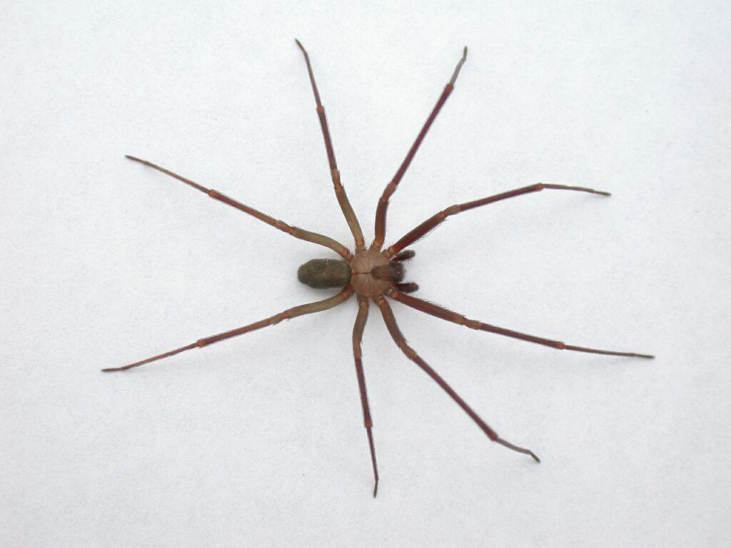 brown recluse