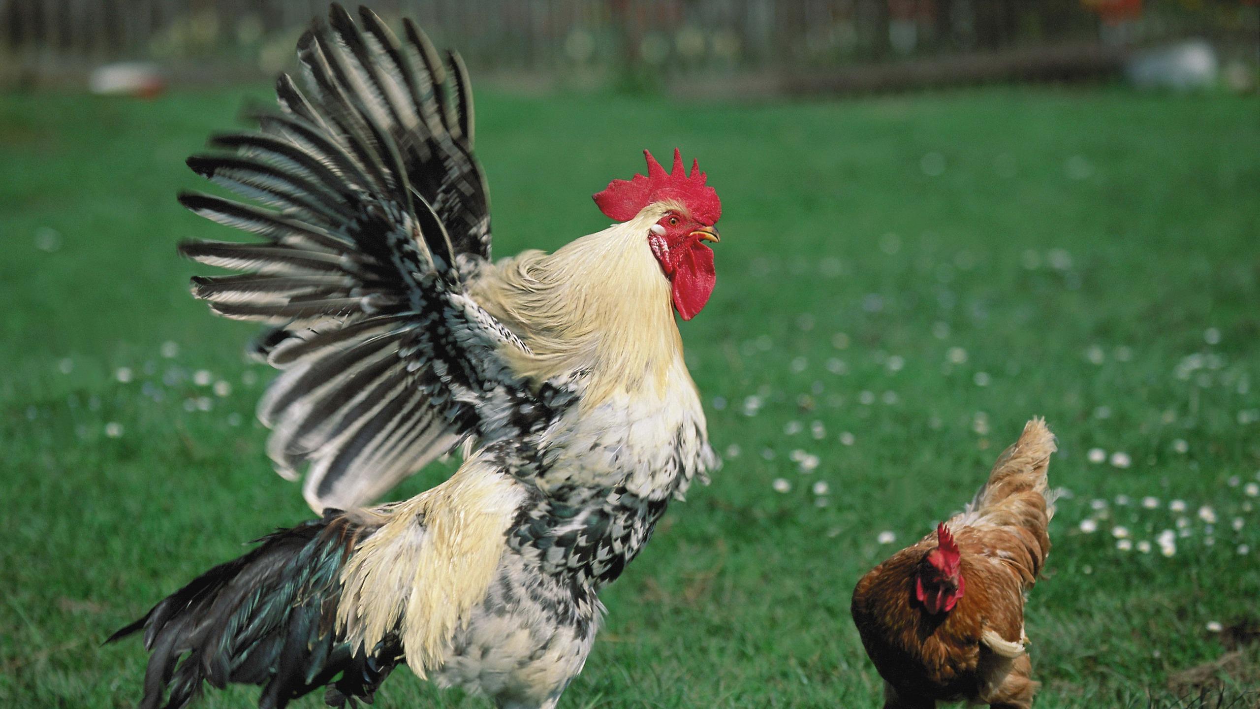 Download wallpapers hen, rooster, grass widescreen 16:9 hd