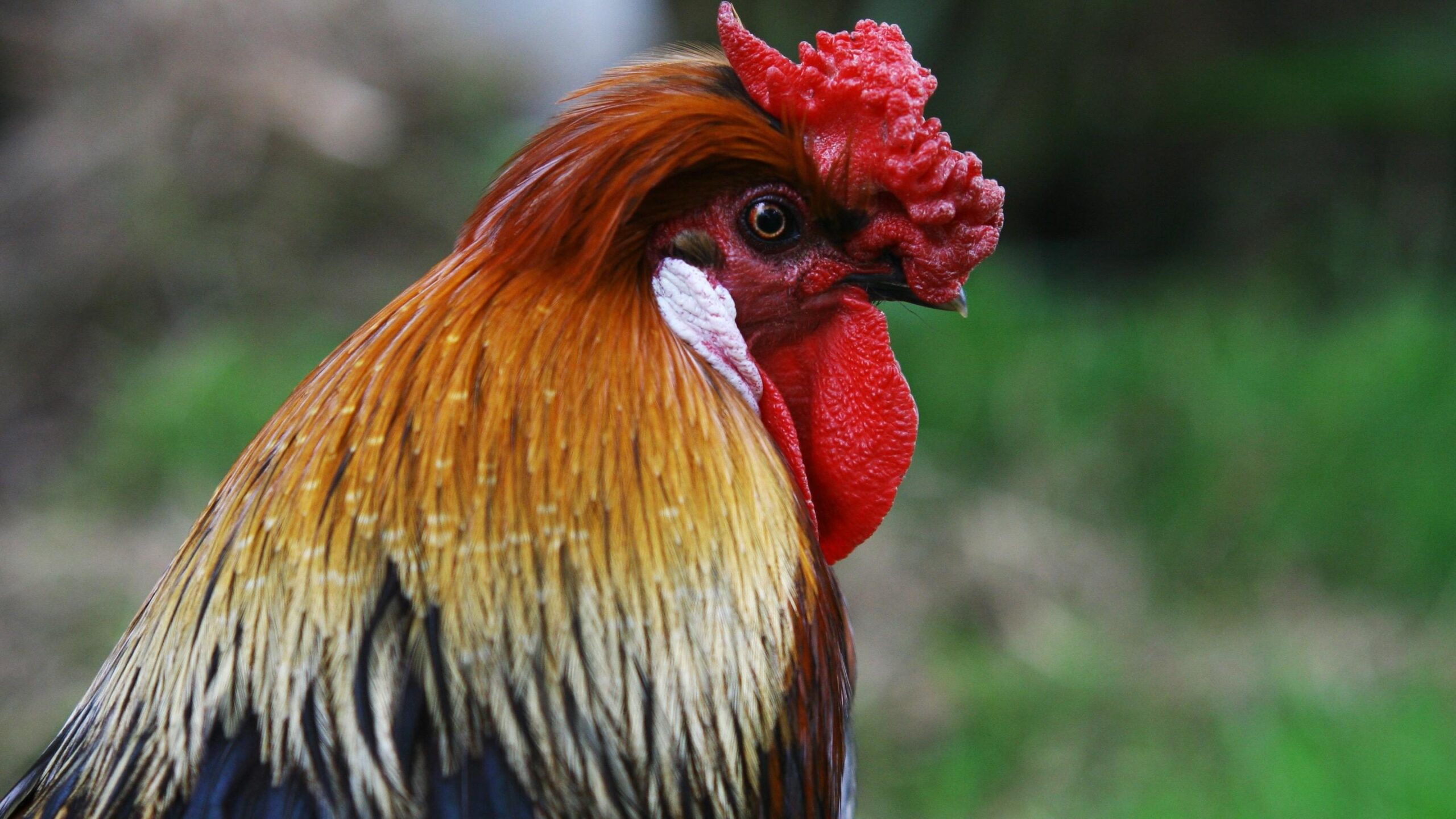 Hen Chicken Bird in Farm HD Wallpapers