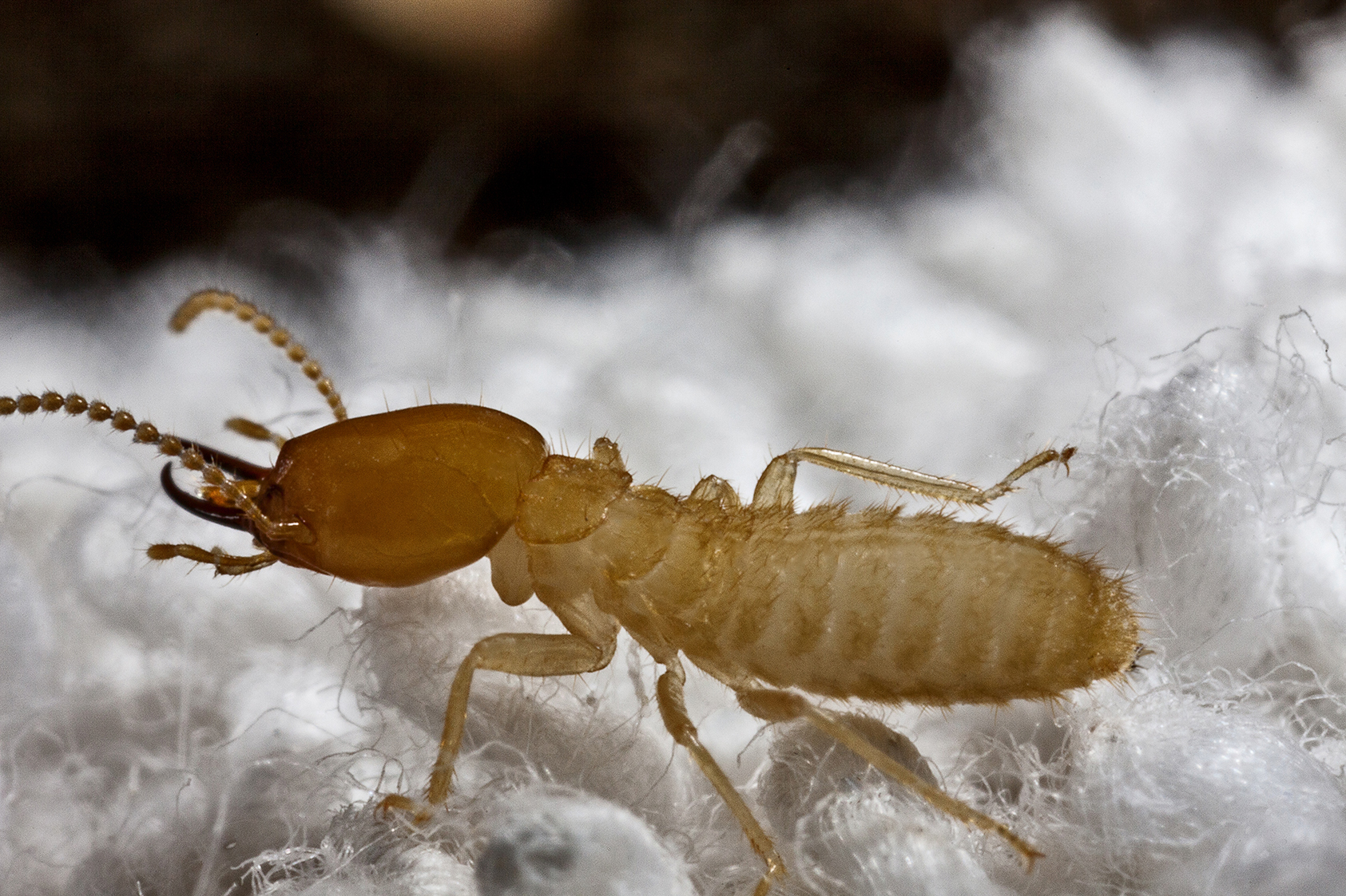 Termites Wallpapers High Quality