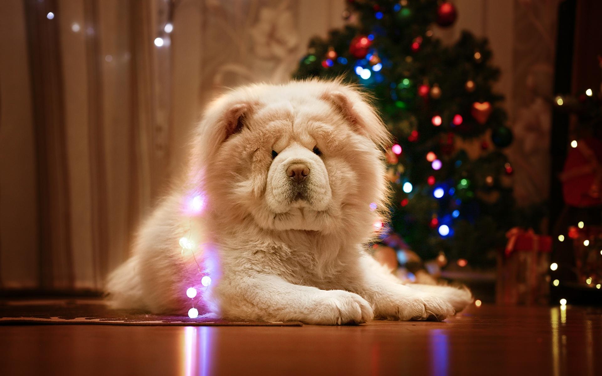 Image Chow Chow Dogs Christmas White Animals