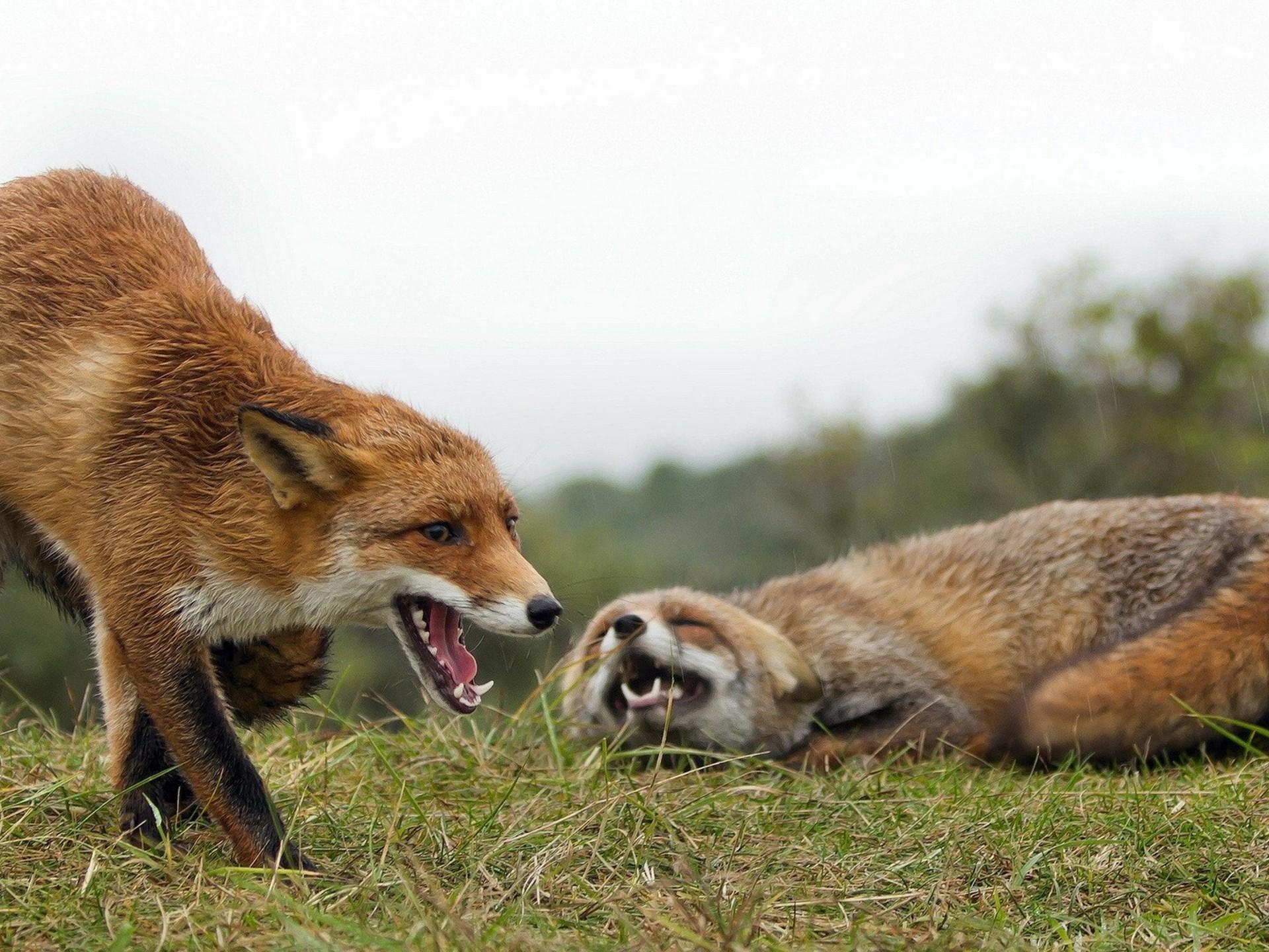 Couple Aggressive Fox Wallpapers Hd : Wallpapers13